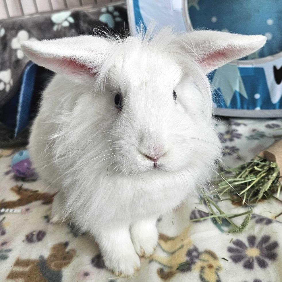Marshmallow, Adoptable, Young Female Angora Rabbit & Lionhead.