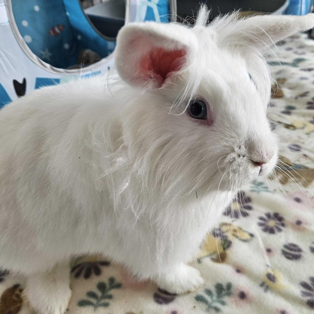 Enlarge Marshmallow, a Adoptable mixed breed in Dover, NH image 2/2