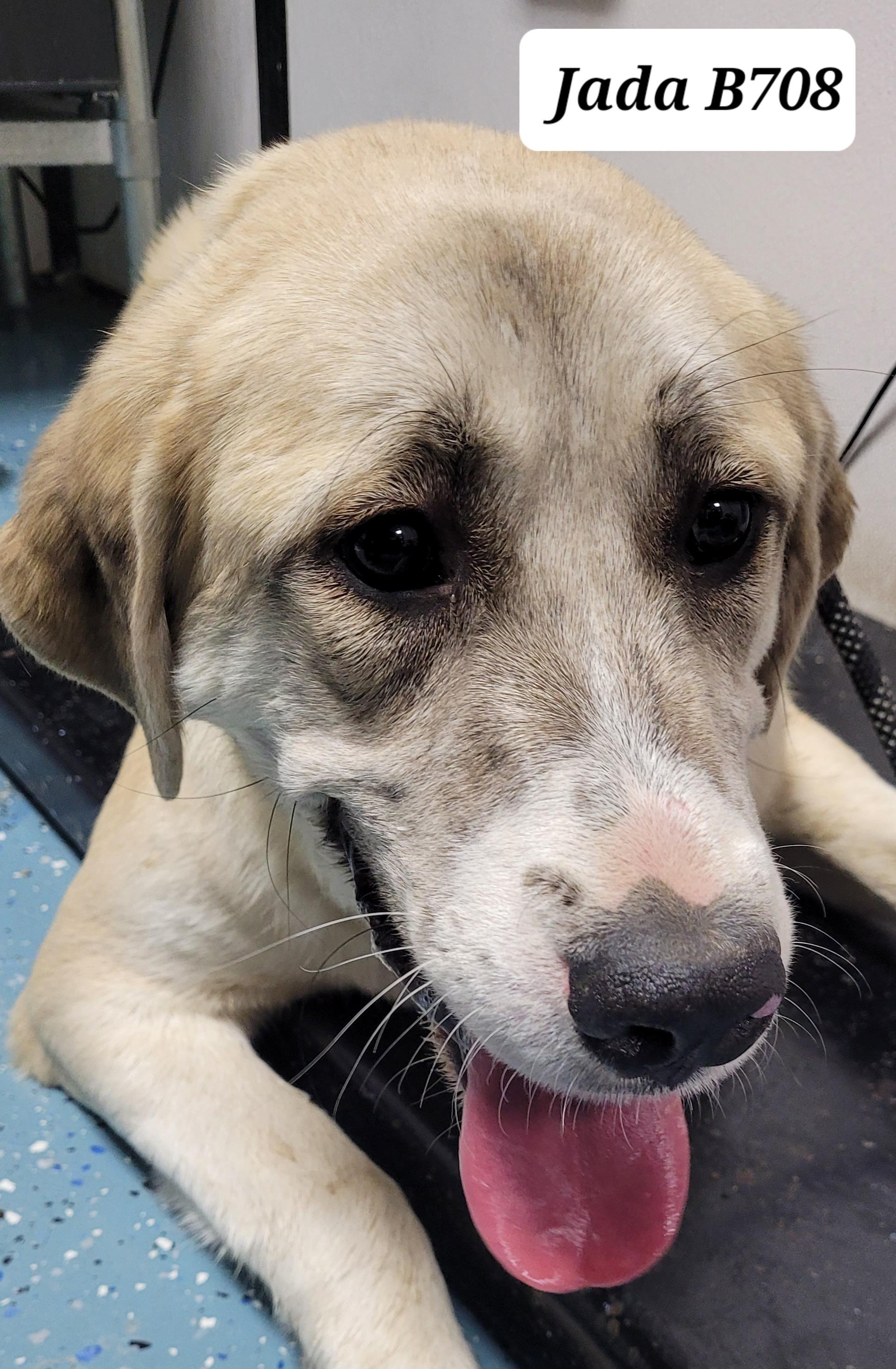 Jada, ADOPTABLE, Adult Female Anatolian Shepherd.