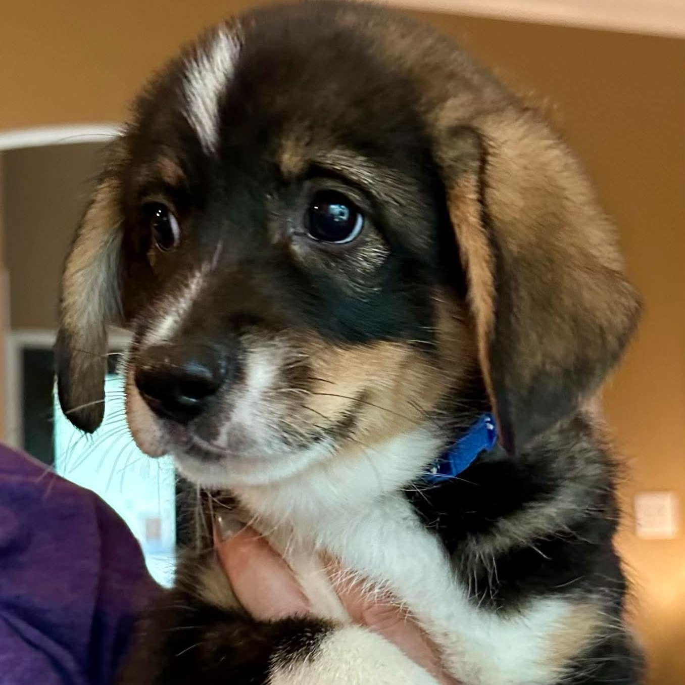 Enlarge Stout, an adoptable mixed breed in Bloomfield, CT image 4/6