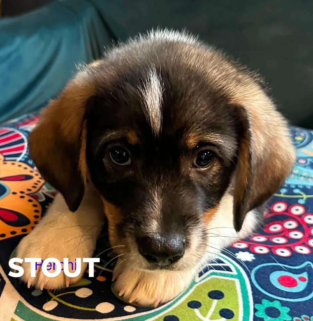 Enlarge Stout, an adoptable mixed breed in Bloomfield, CT image 3/6