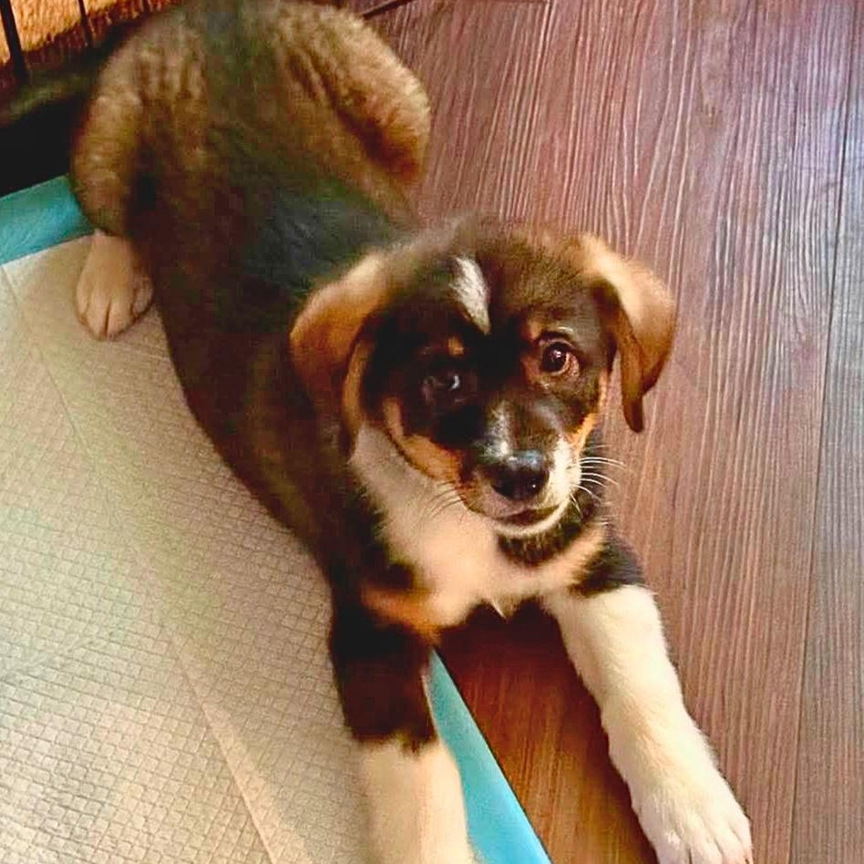 Enlarge Stout, an adoptable mixed breed in Bloomfield, CT image 1/6