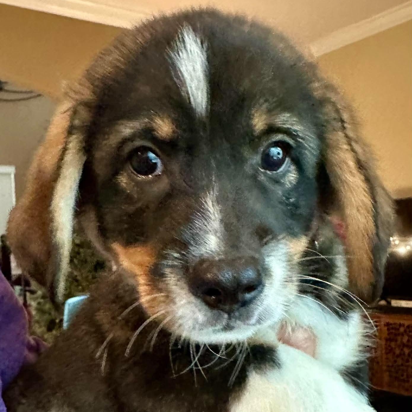 Enlarge Stout, an adoptable mixed breed in Bloomfield, CT image 2/6