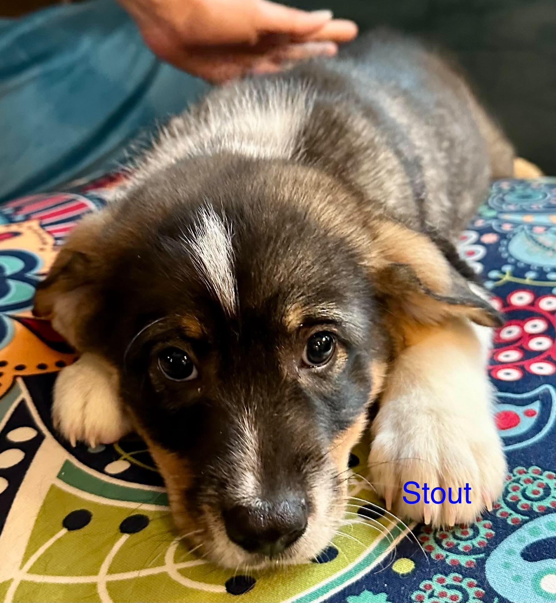 Enlarge Stout, an adoptable mixed breed in Bloomfield, CT image 5/6
