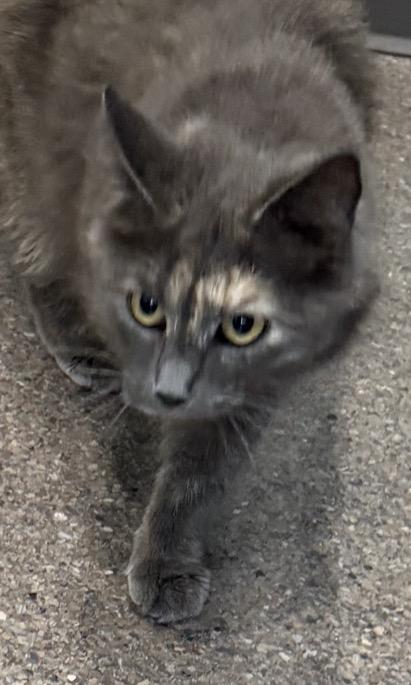 Enlarge Prada, an adopted Domestic Medium Hair in Sault Sainte Marie, MI image 3/4