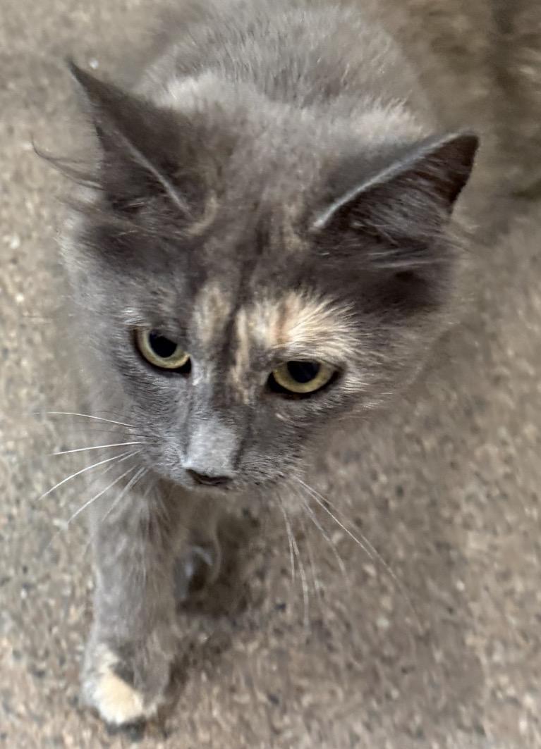 Enlarge Prada, an adopted Domestic Medium Hair in Sault Sainte Marie, MI image 1/4