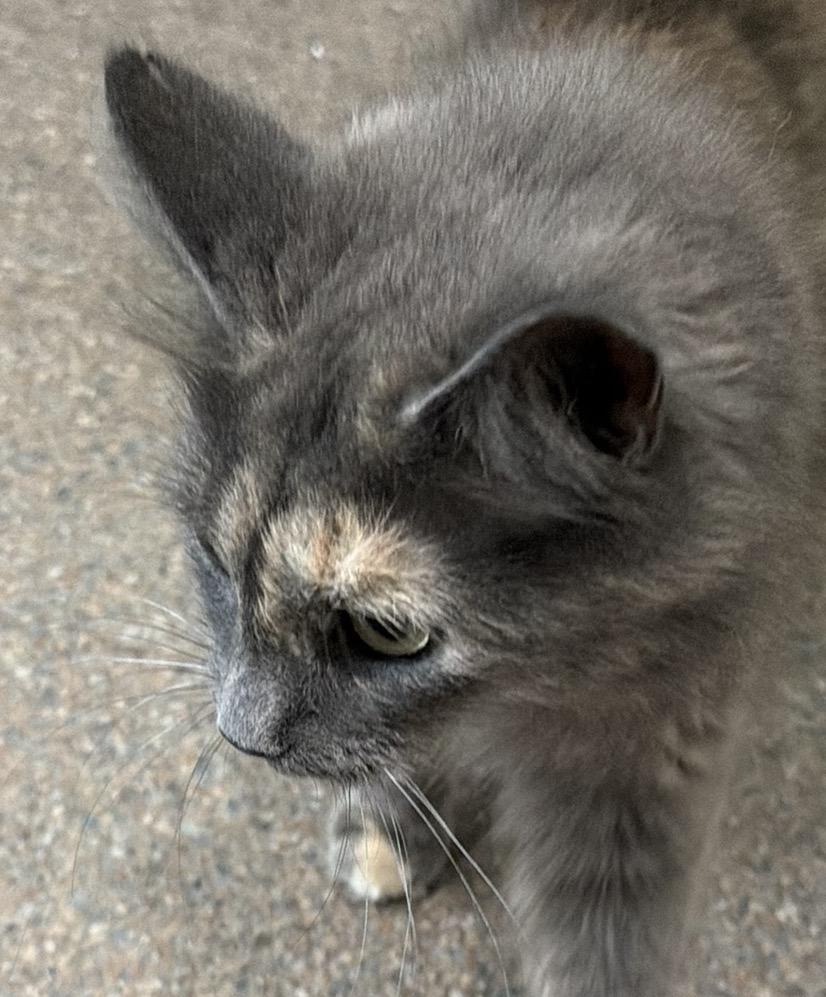 Enlarge Prada, an adopted Domestic Medium Hair in Sault Sainte Marie, MI image 2/4