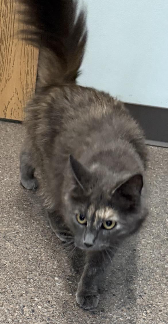 Enlarge Prada, an adopted Domestic Medium Hair in Sault Sainte Marie, MI image 4/4