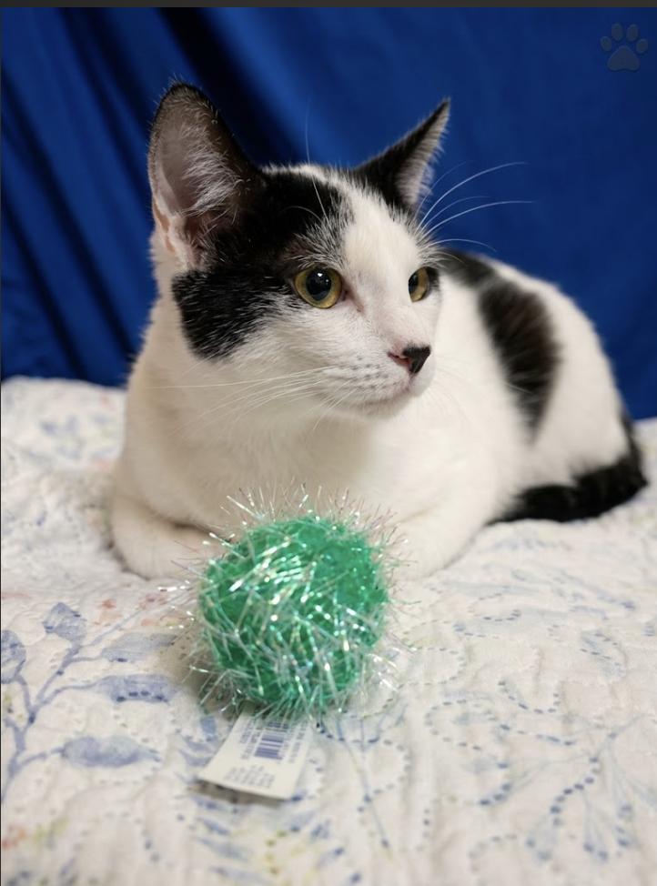Enlarge Gretta, a Adopted Domestic Short Hair in Houston, TX image 5/5