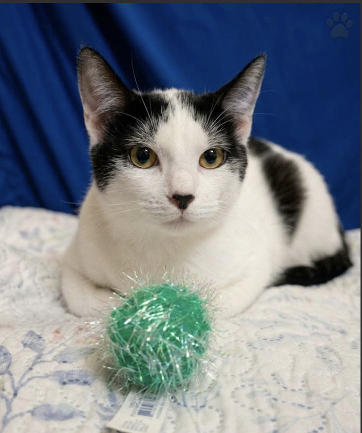 Enlarge Gretta, a Adopted Domestic Short Hair in Houston, TX image 3/5
