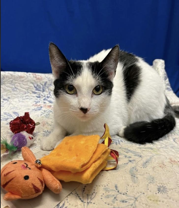 Enlarge Gretta, a Adopted Domestic Short Hair in Houston, TX image 4/5