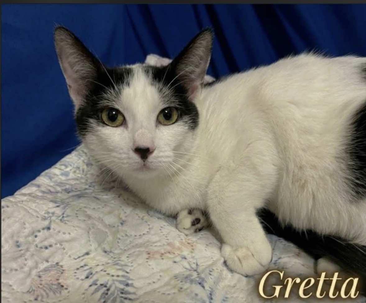 Enlarge Gretta, a Adopted Domestic Short Hair in Houston, TX image 2/5