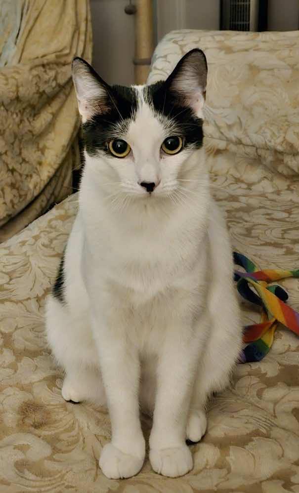 Enlarge Gretta, a Adopted Domestic Short Hair in Houston, TX image 1/5