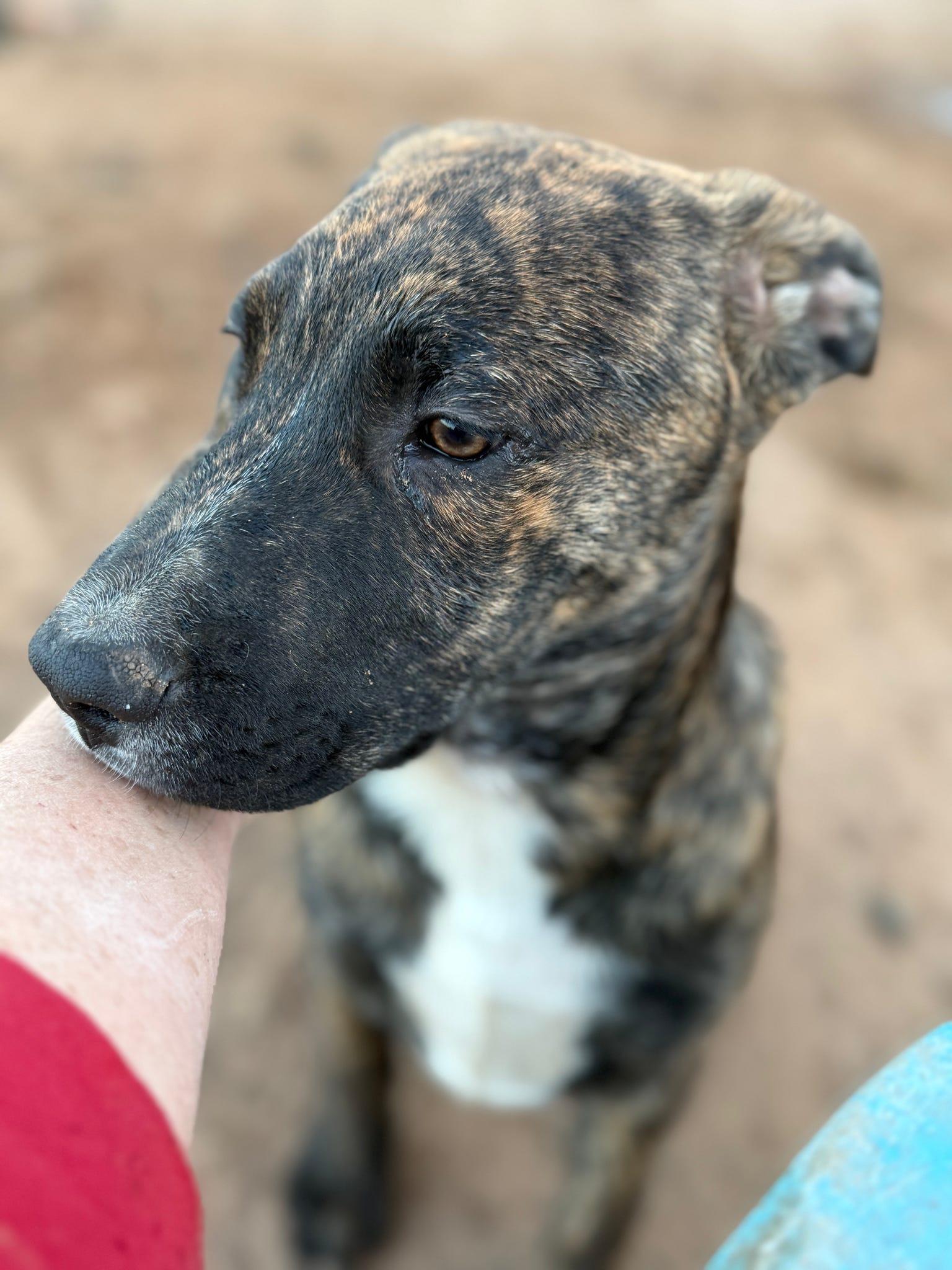 Tin Man (The Munchkin Litter), Adoptable, Puppy Male Dutch Shepherd & Labrador Retriever.