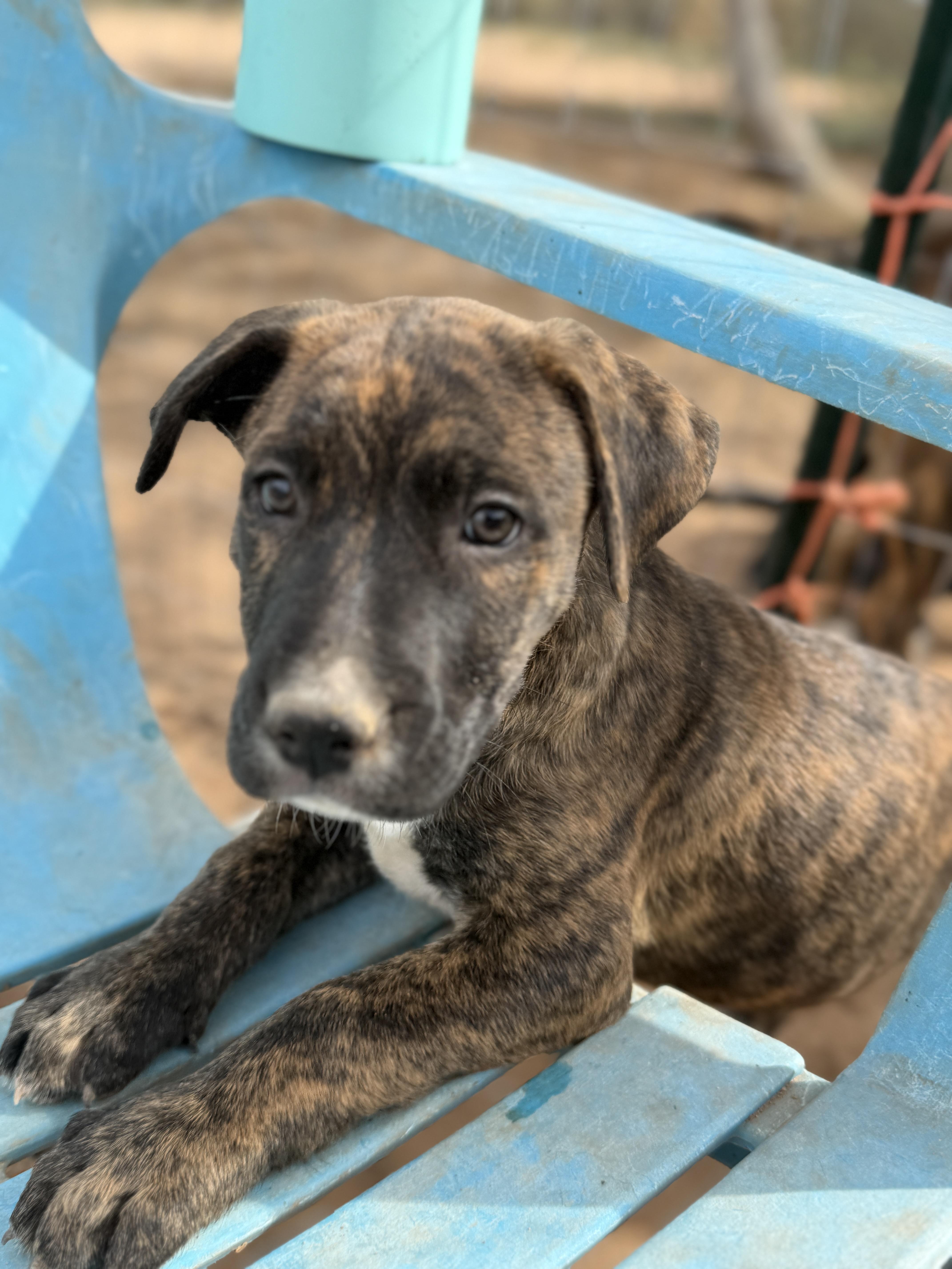 Enlarge Tin Man (The Munchkin Litter), a Adoptable mixed breed in Tucson, AZ image 2/2