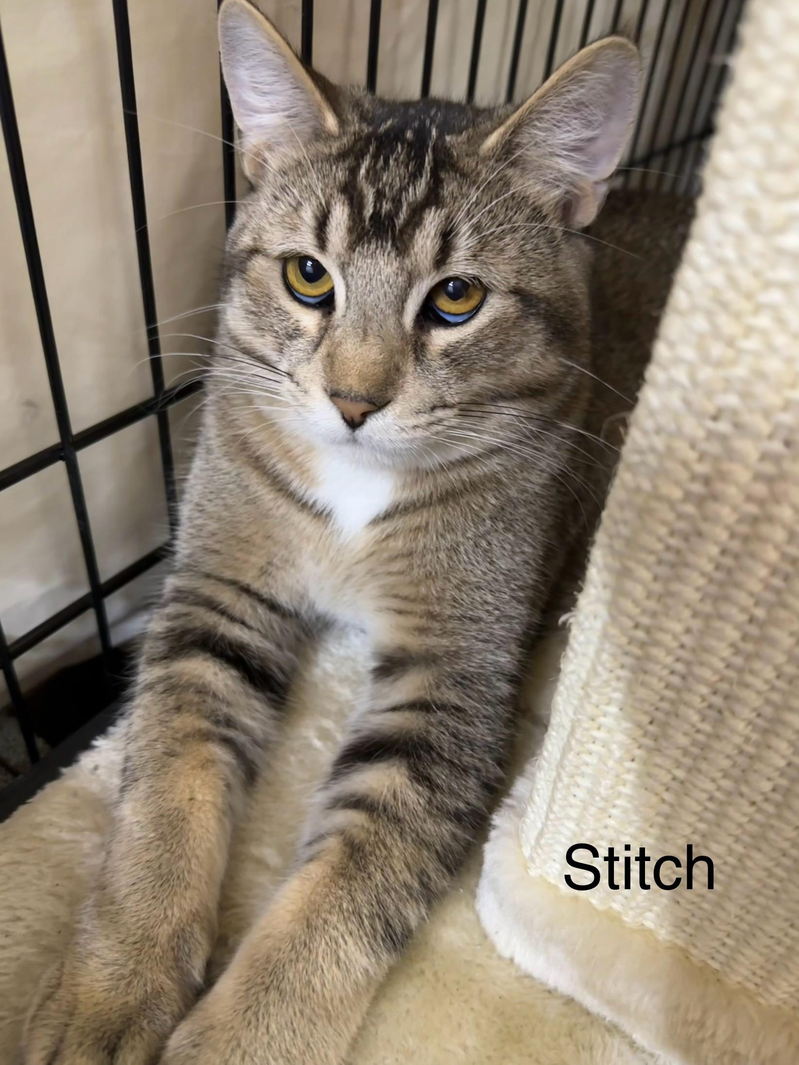 Enlarge Stitch, a Adoptable mixed breed in Blaine, MN image 2/2
