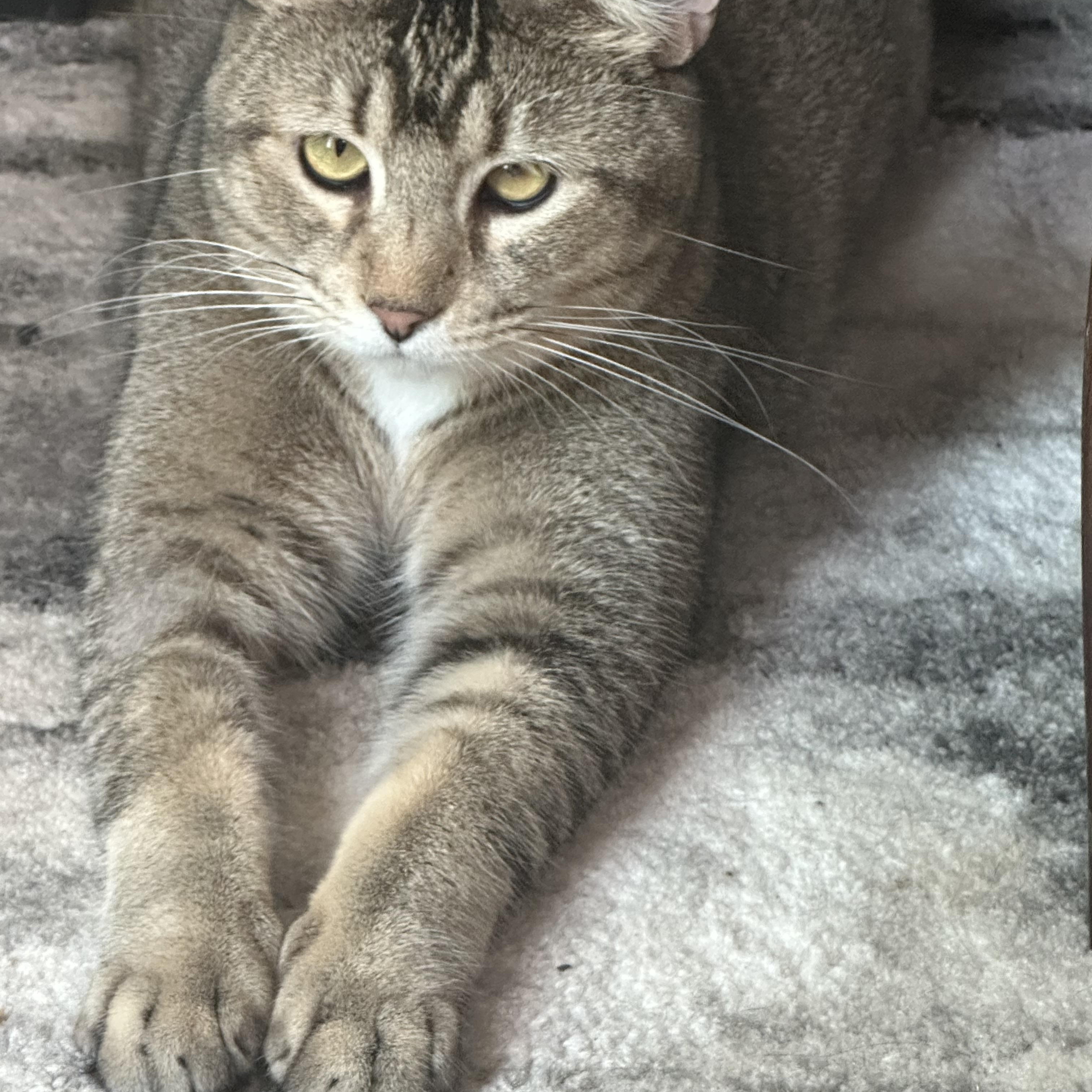 Stitch, Adoptable, Adult Male Tabby & Abyssinian.