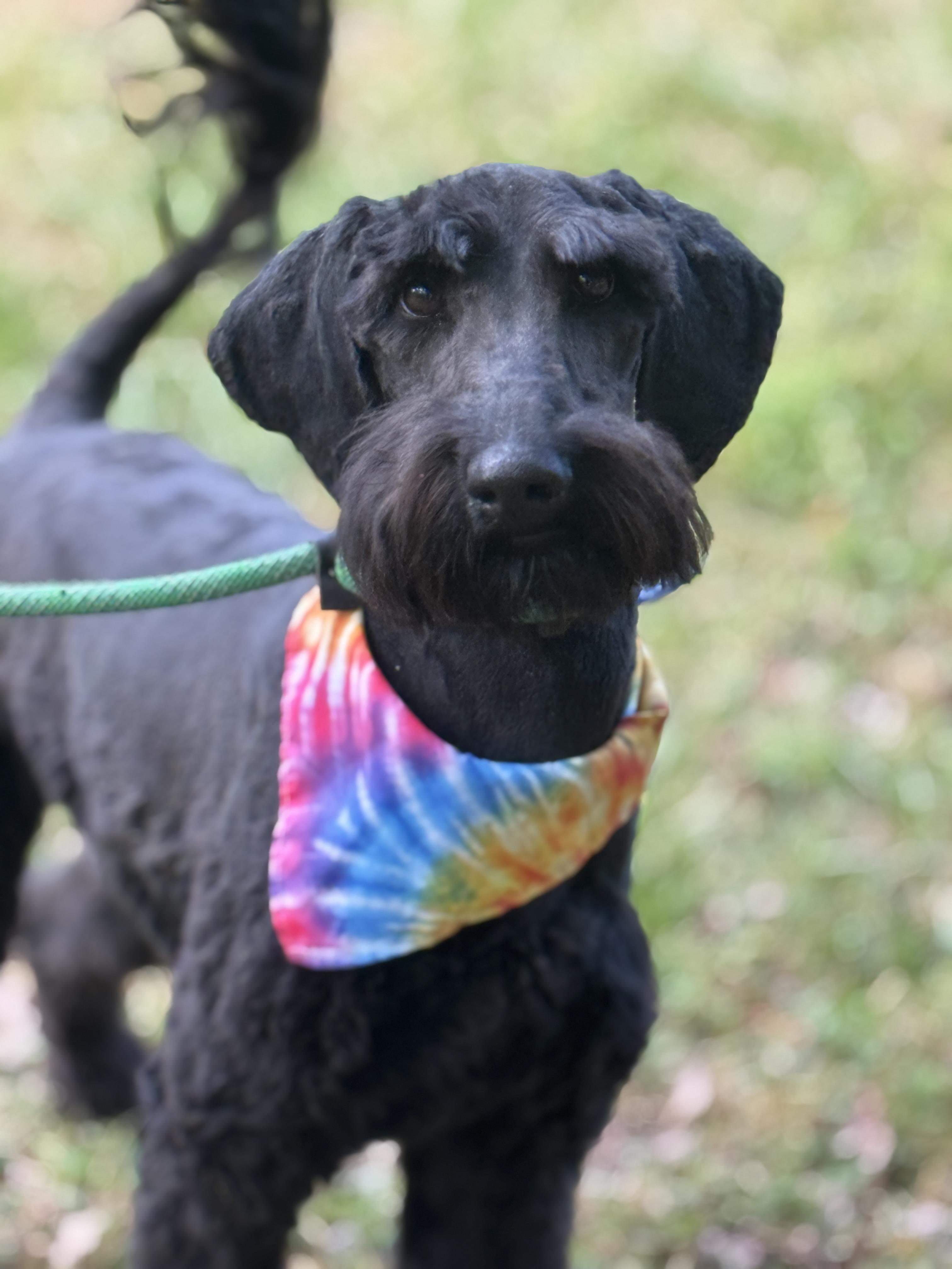 Enlarge Lola, a ADOPTABLE Labradoodle in Richmond, VA image 5/6