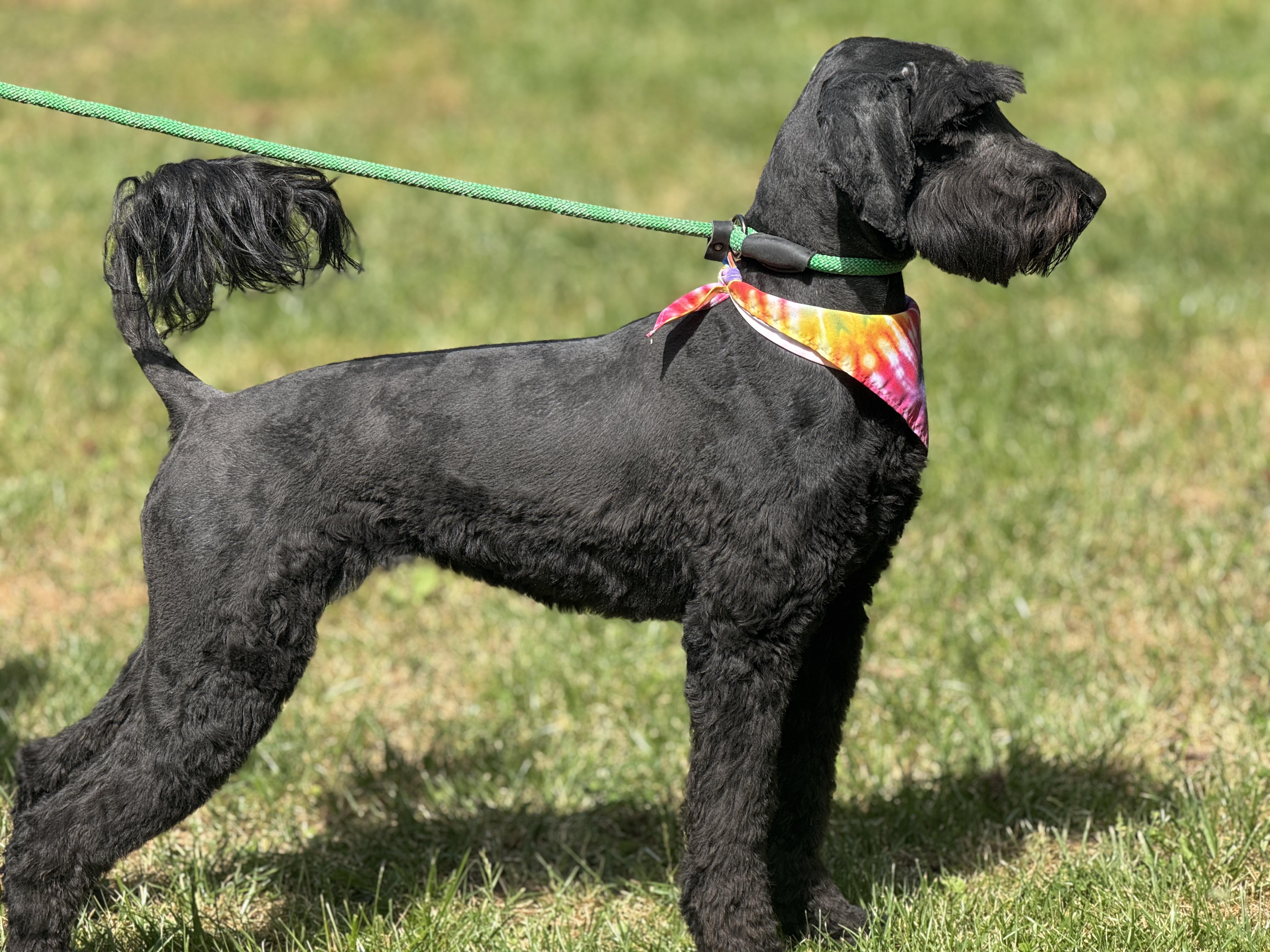 Enlarge Lola, a ADOPTABLE Labradoodle in Richmond, VA image 2/6