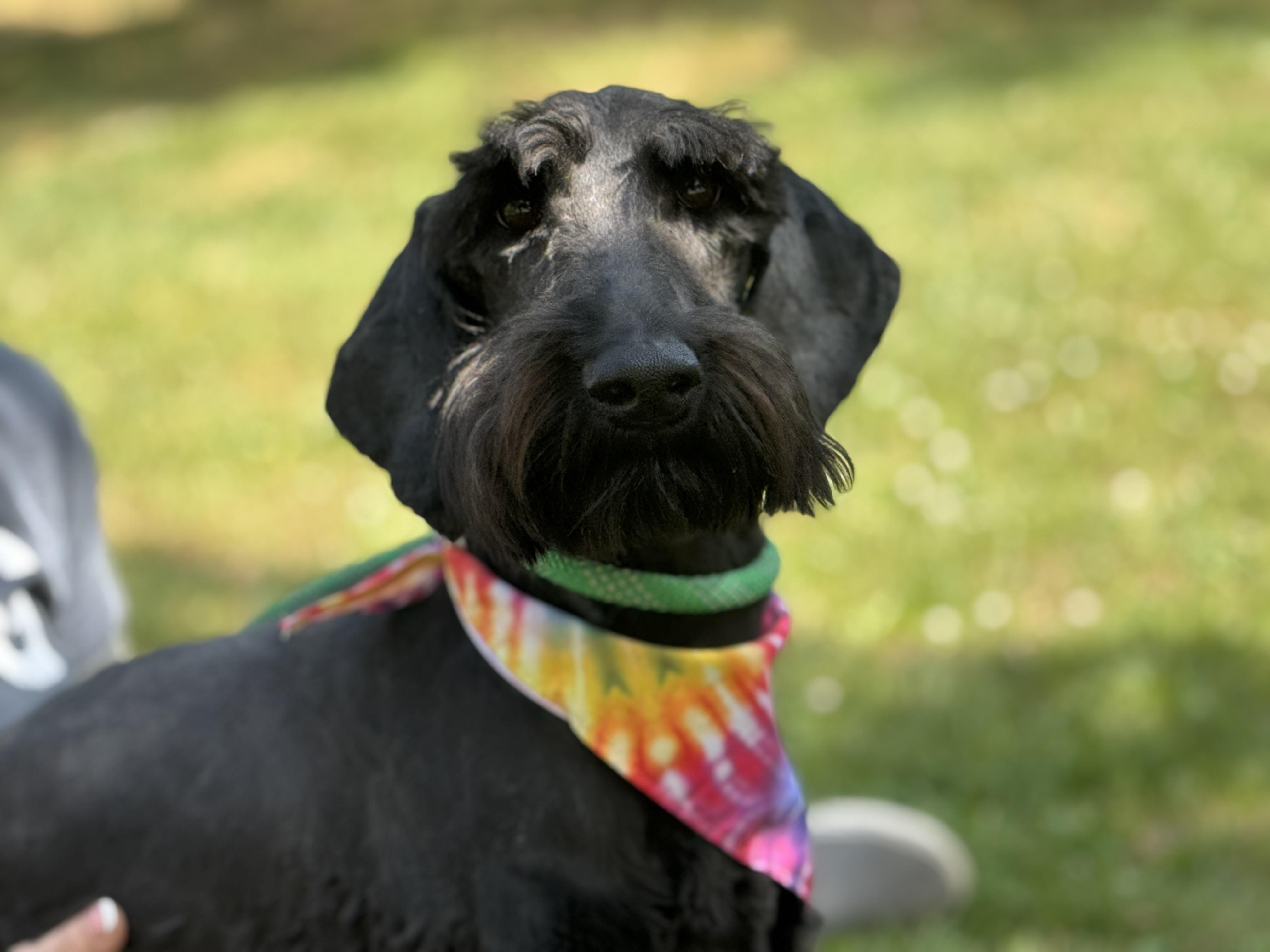 Enlarge Lola, a ADOPTABLE Labradoodle in Richmond, VA image 6/6