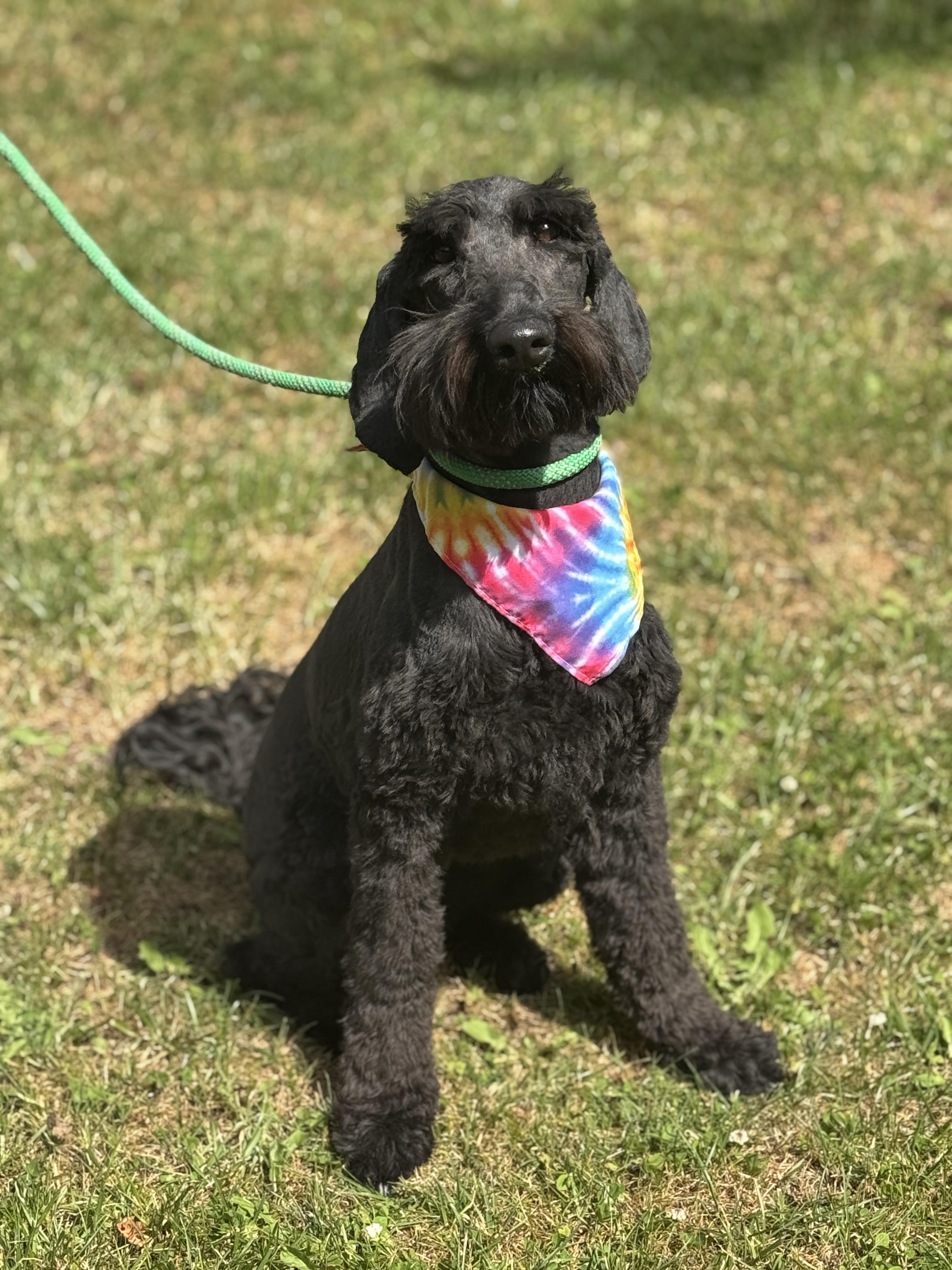 Enlarge Lola, a ADOPTABLE Labradoodle in Richmond, VA image 4/6