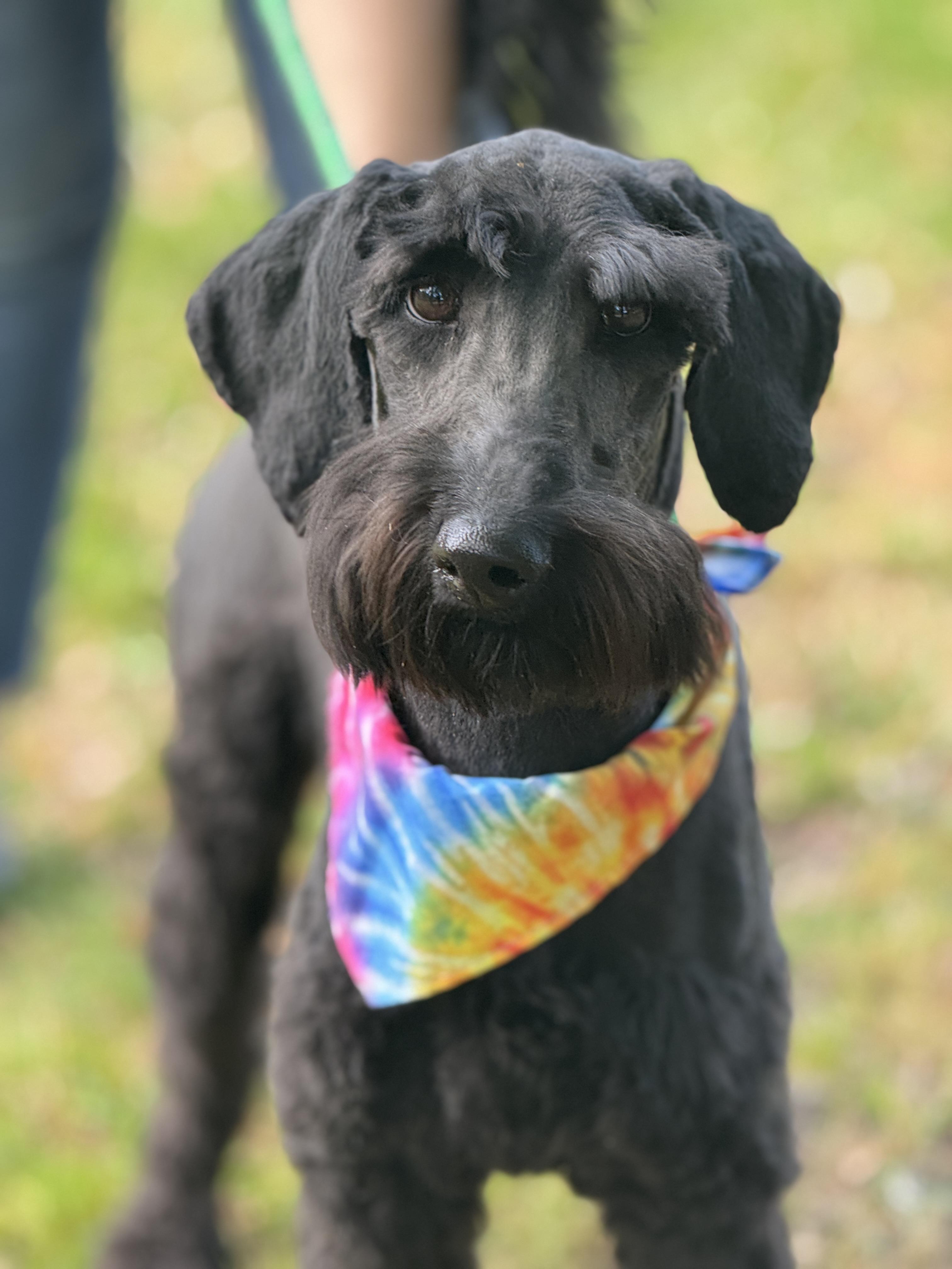 Lola, ADOPTABLE, Young Female Labradoodle.