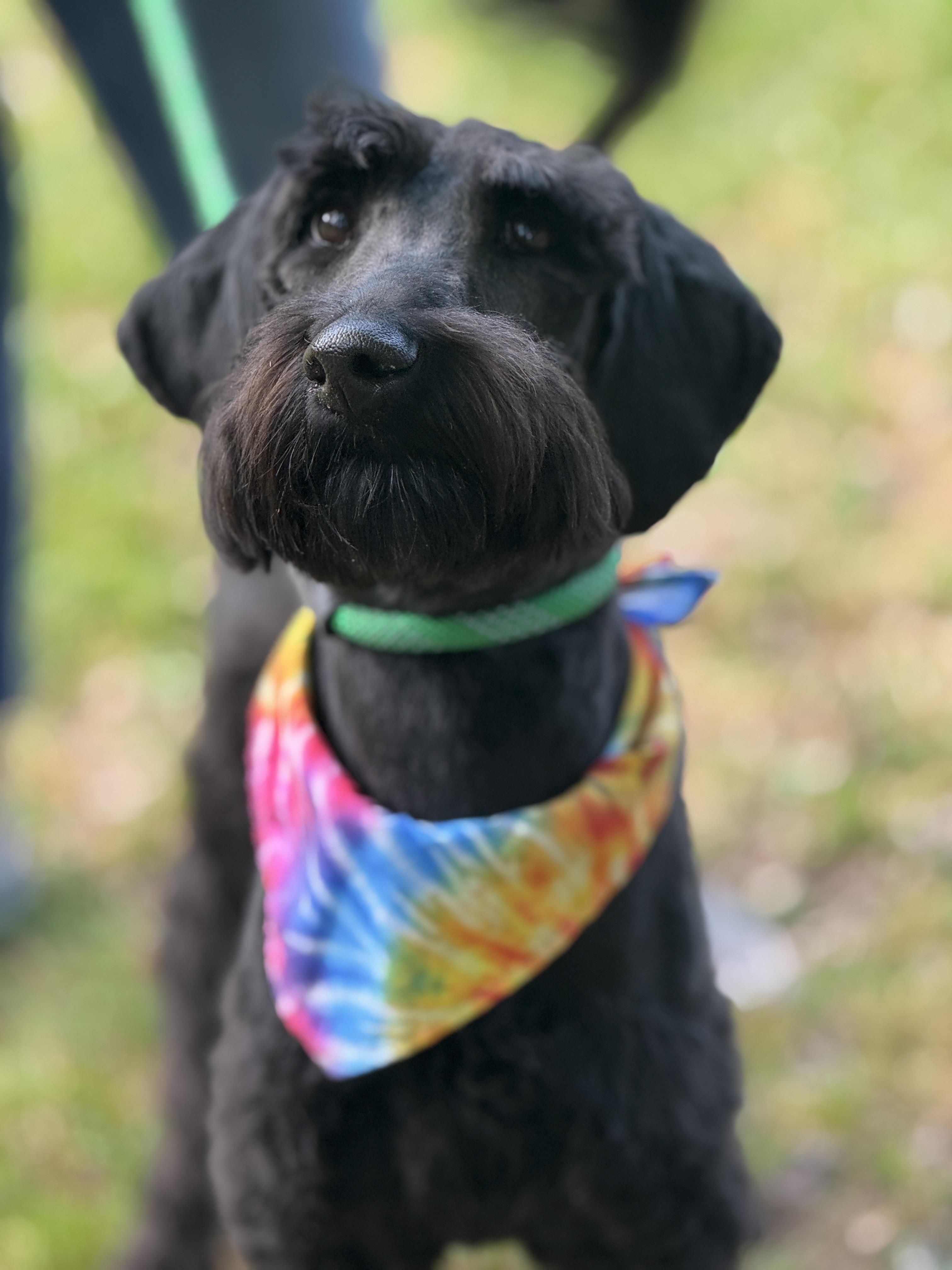 Enlarge Lola, a ADOPTABLE Labradoodle in Richmond, VA image 3/6