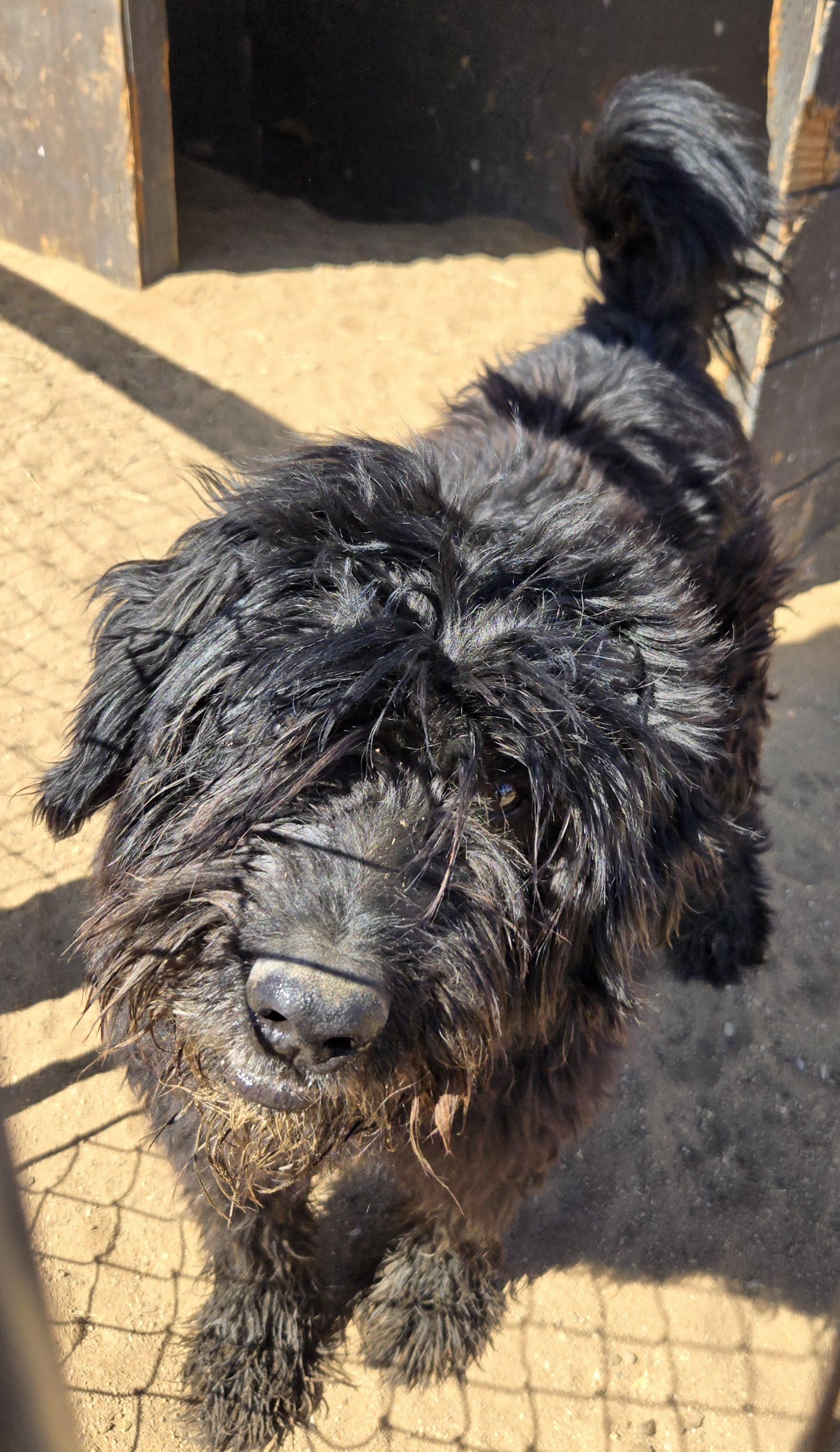 Thor, a Adopted Bouvier des Flandres in Tehachapi, CA image 1/2