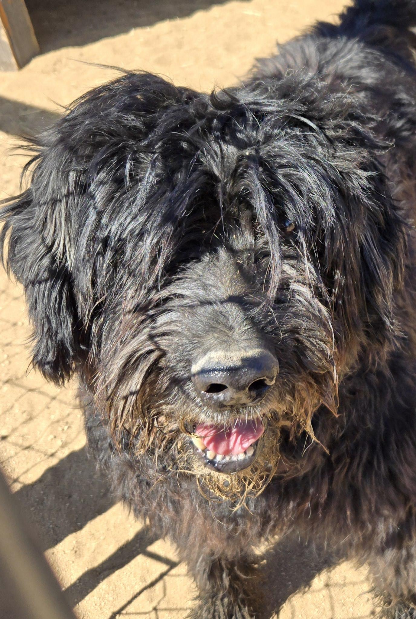 Thor, a Adopted Bouvier des Flandres in Tehachapi, CA image 2/2