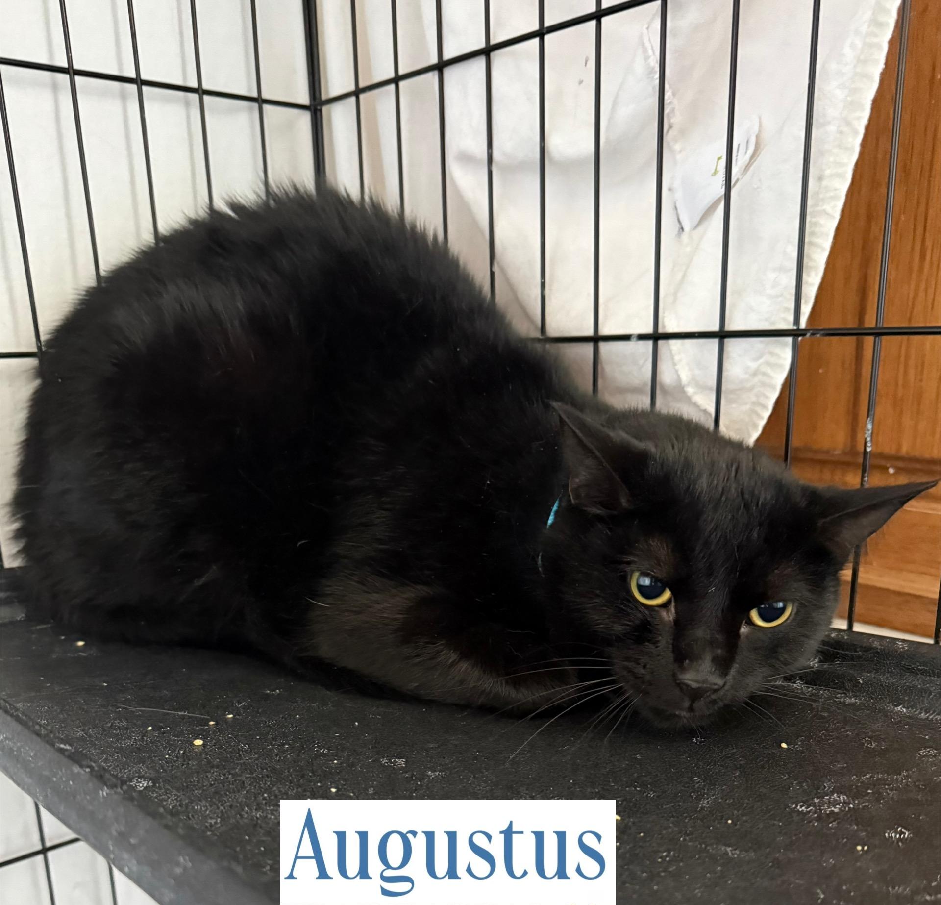 Enlarge Augustus, a Adoptable Domestic Short Hair in Berkeley Springs, WV image 2/2