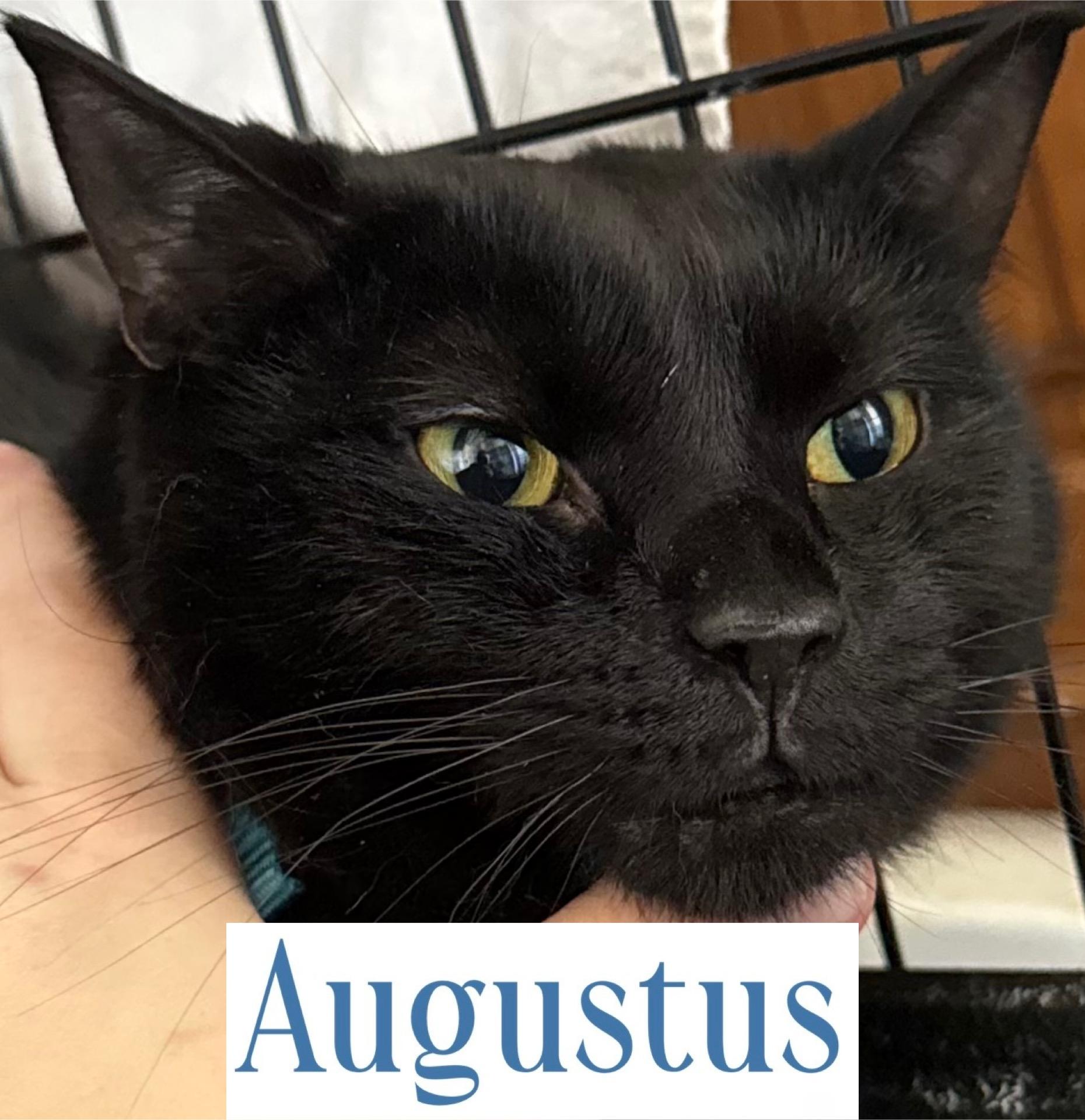 Augustus, Adoptable, Adult Male Domestic Short Hair.
