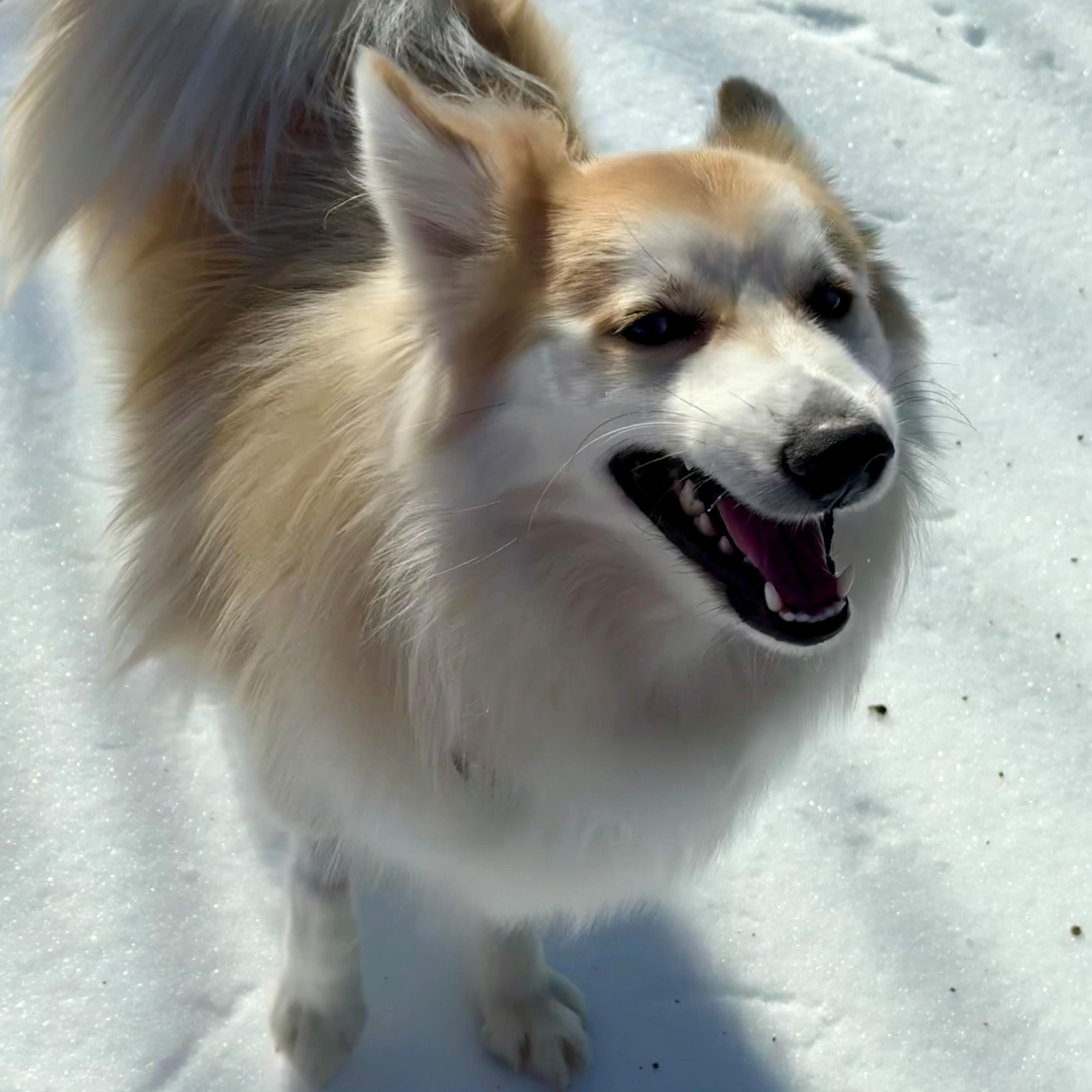 Enlarge Aries- #50333, a ADOPTABLE mixed breed in Columbia, MD image 4/4