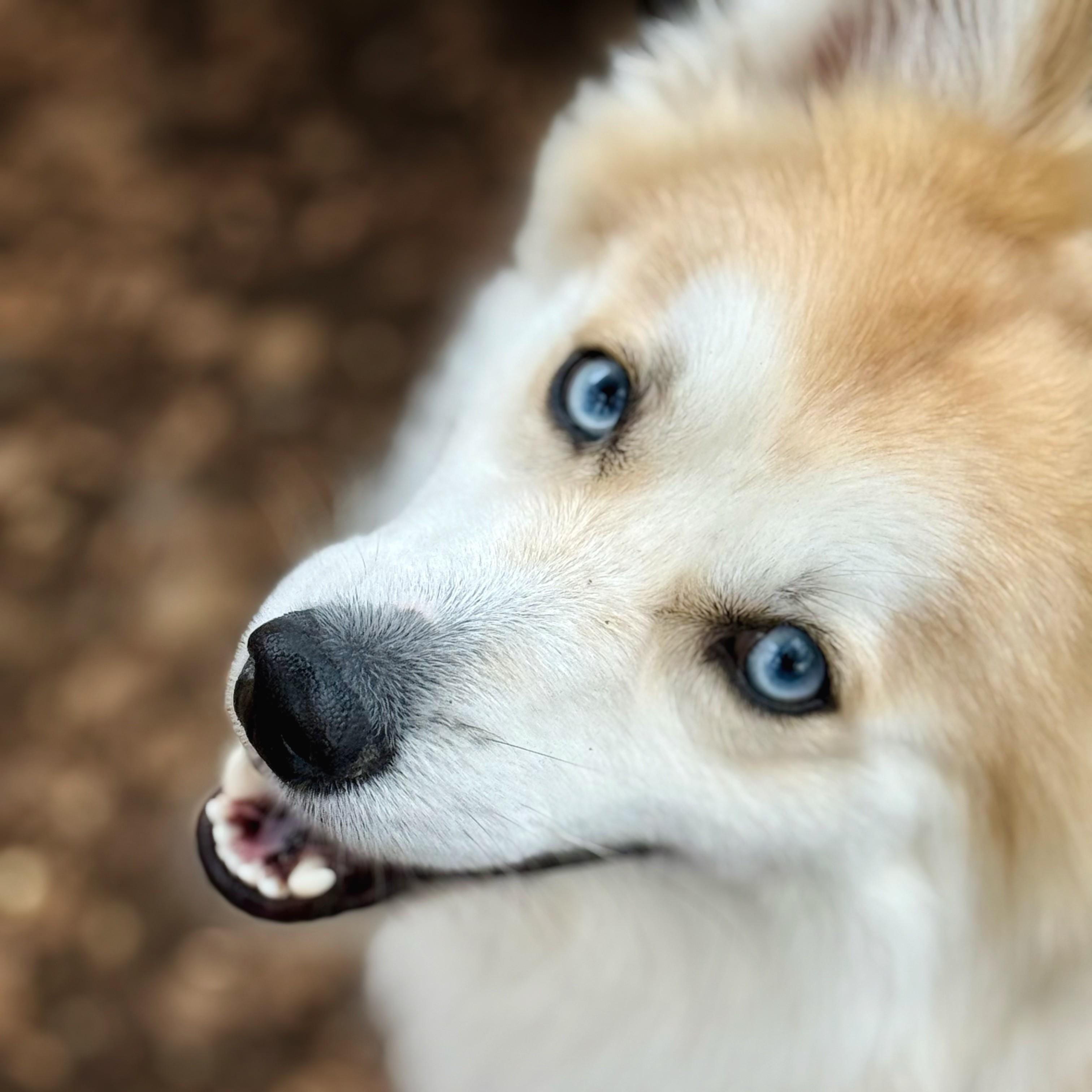 Enlarge Aries- #50333, an adoptable mixed breed in Columbia, MD image 3/6