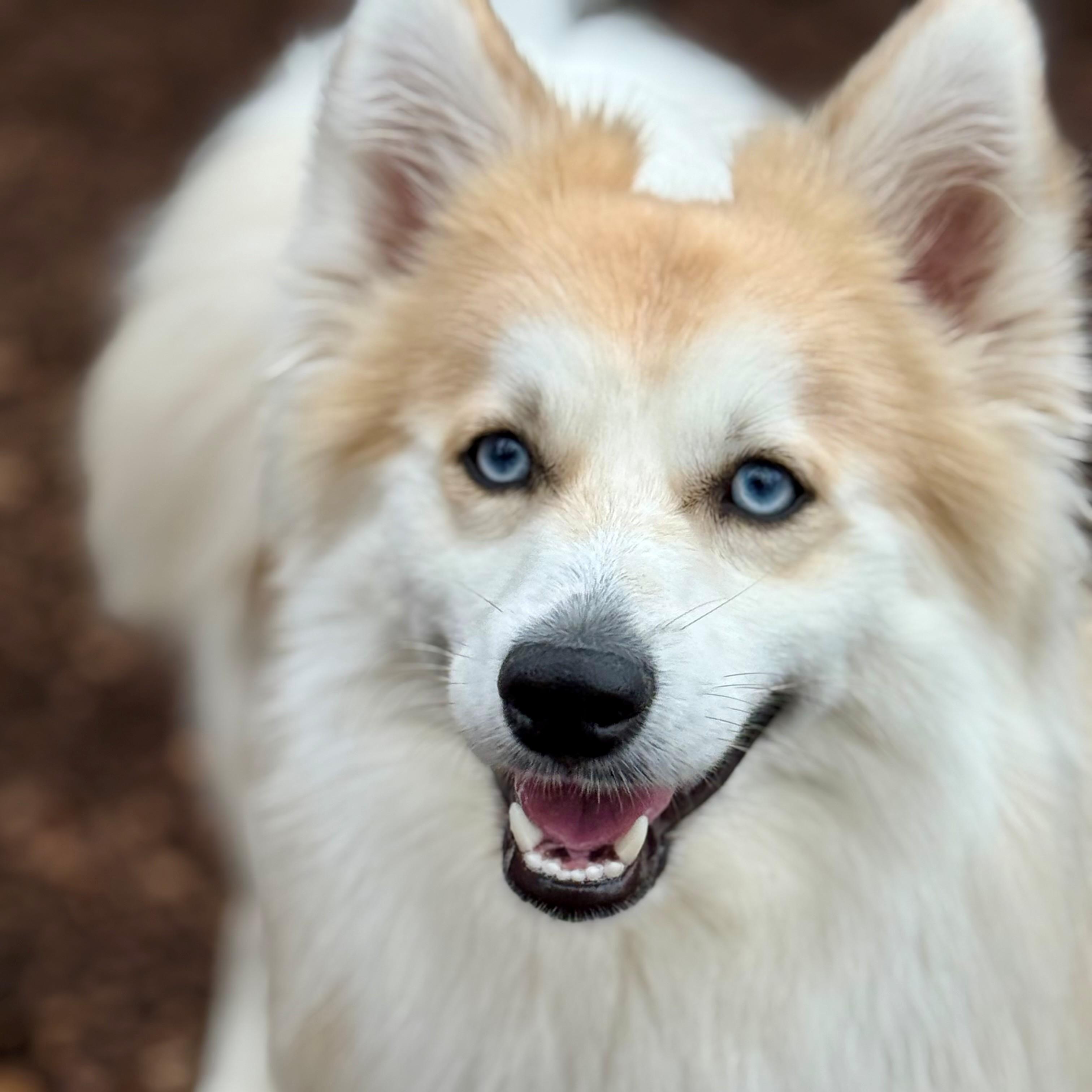 Enlarge Aries- #50333, an adoptable mixed breed in Columbia, MD image 1/6