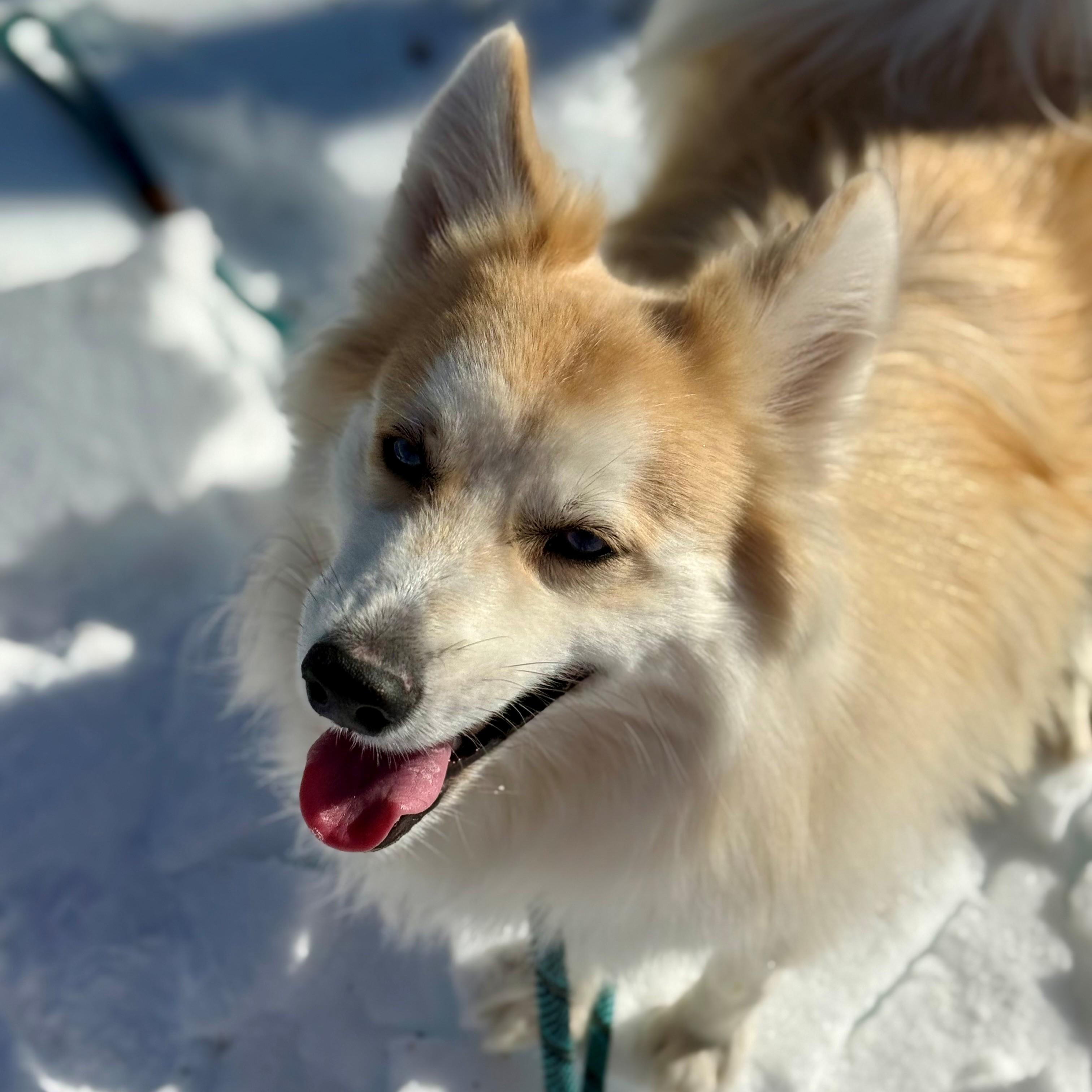 Enlarge Aries- #50333, a ADOPTABLE mixed breed in Columbia, MD image 2/4