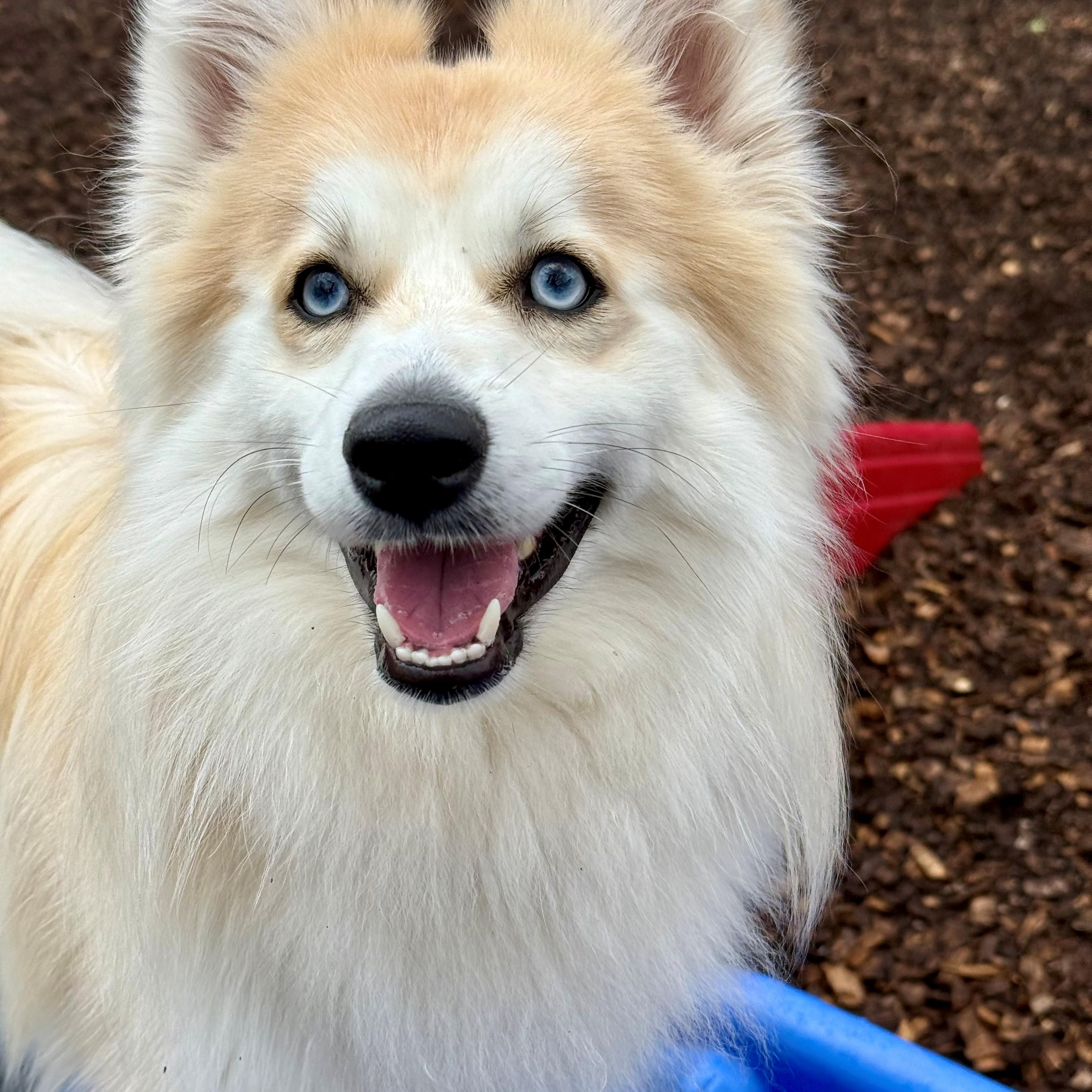 Enlarge Aries- #50333, an adoptable mixed breed in Columbia, MD image 2/6