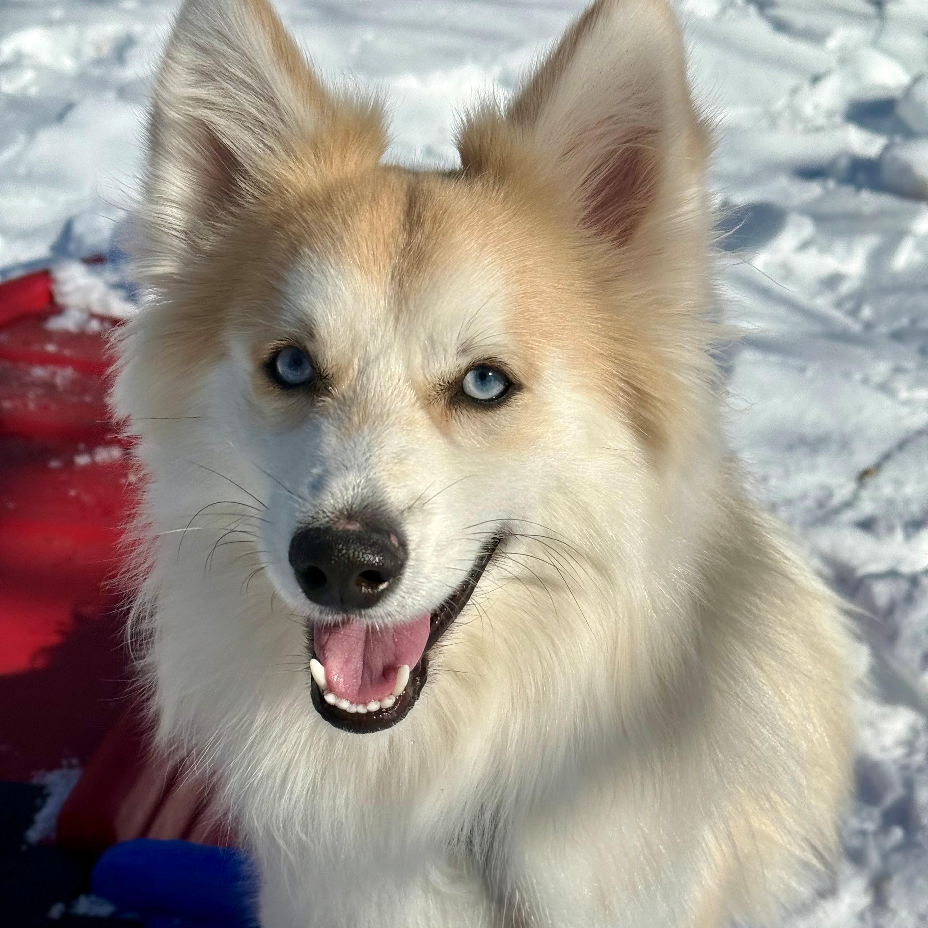 Aries- #50333, ADOPTABLE, Young Male Husky & Pomeranian.