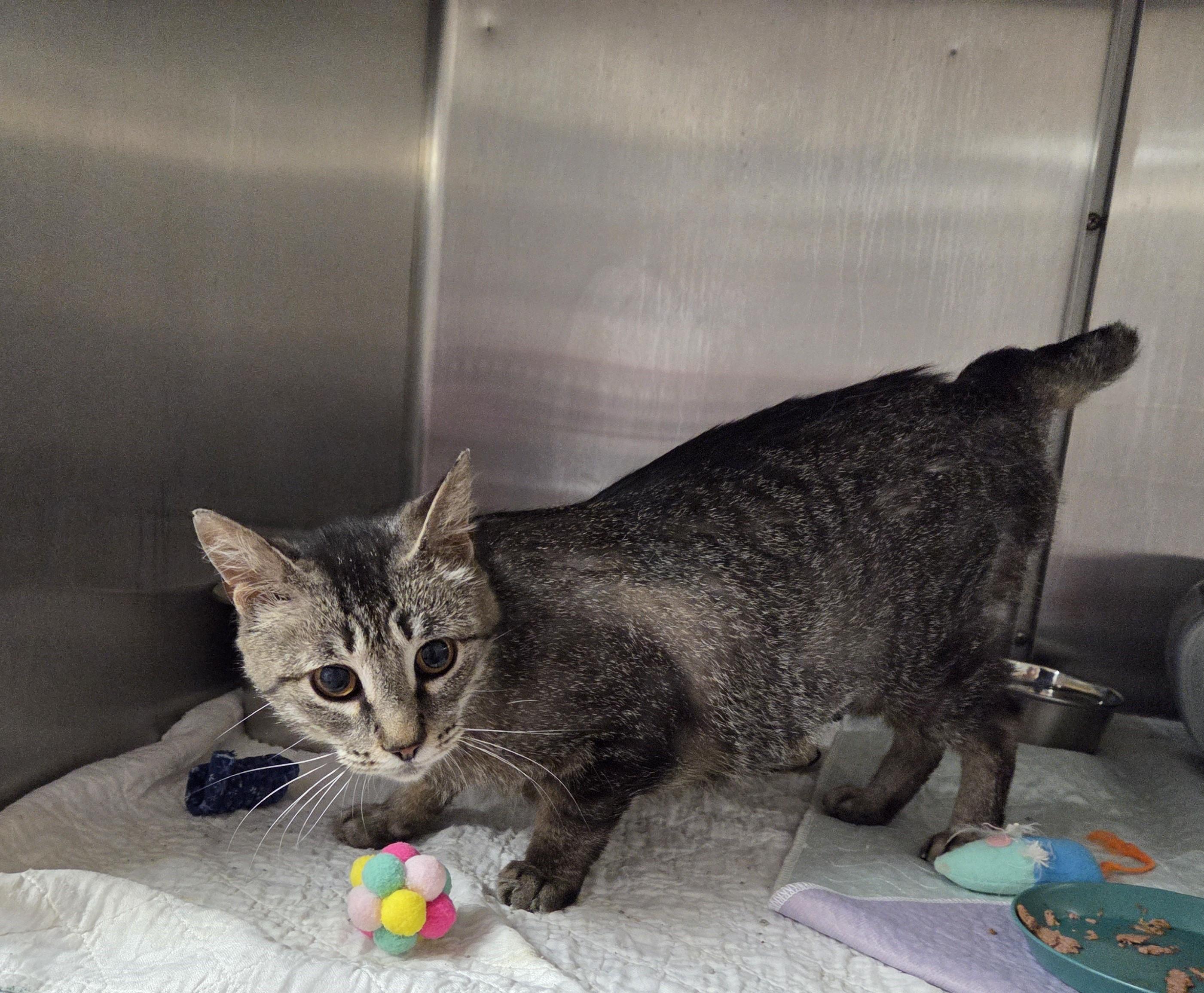 Enlarge Bobbi Jo, a ADOPTABLE mixed breed in Carsonville, MI image 3/5