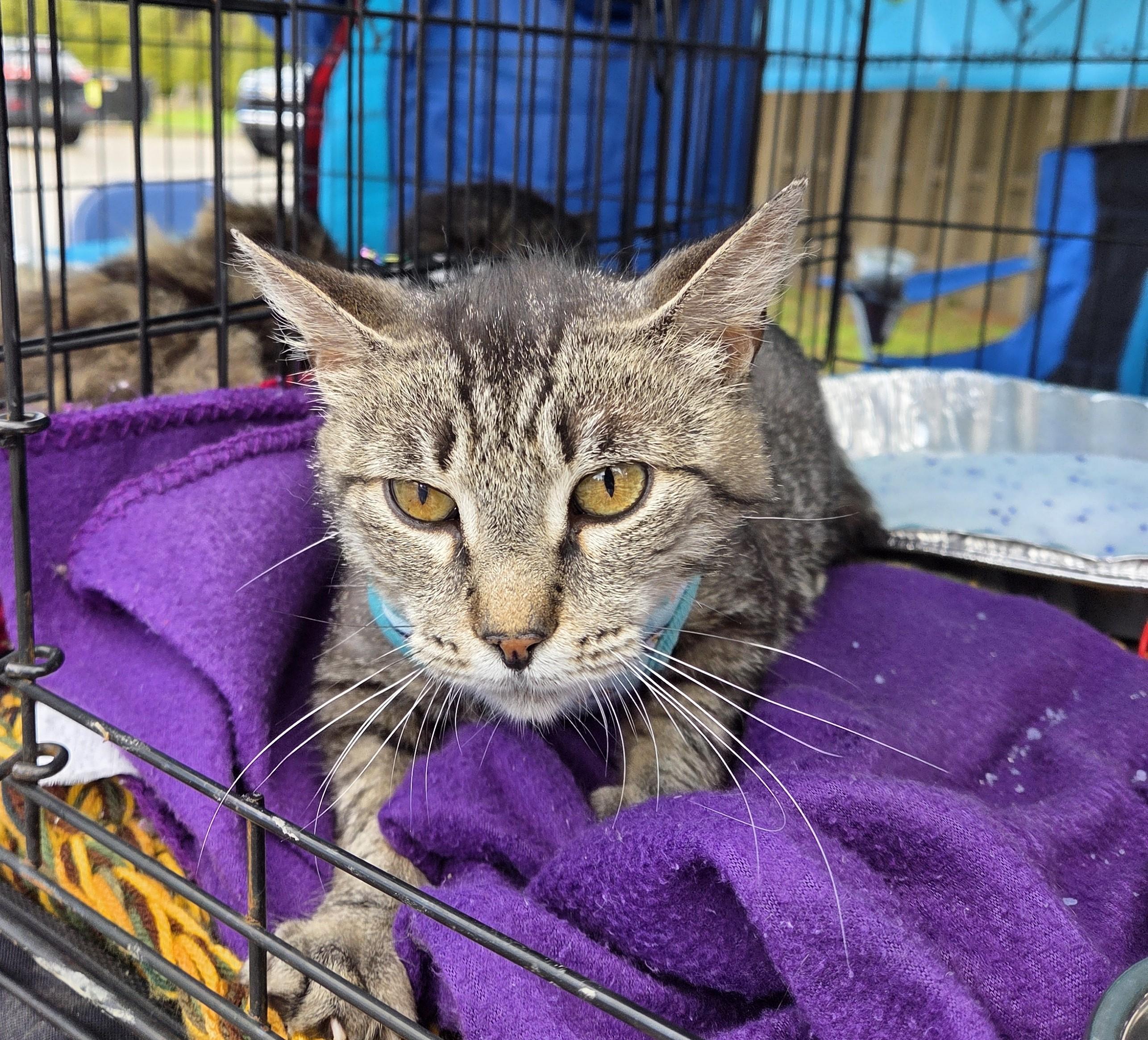 Enlarge Bobbi Jo, a ADOPTABLE mixed breed in Carsonville, MI image 1/5