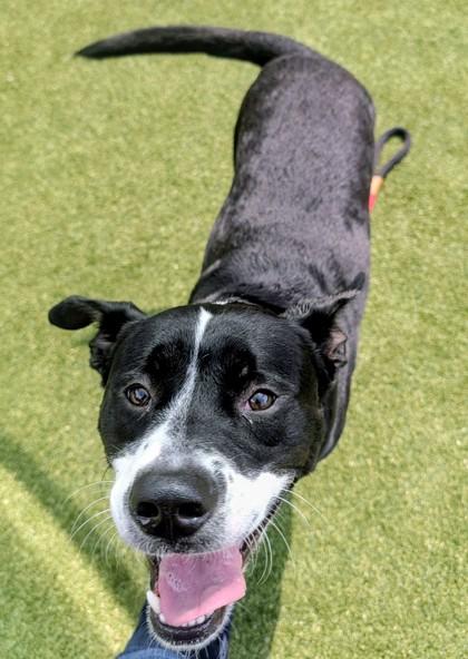 Onyx, Adoptable, Adult Male Mixed Breed & Mixed Breed.