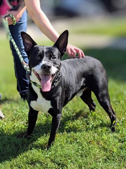 Enlarge Onyx, a Adoptable mixed breed in Independence, MO image 2/3