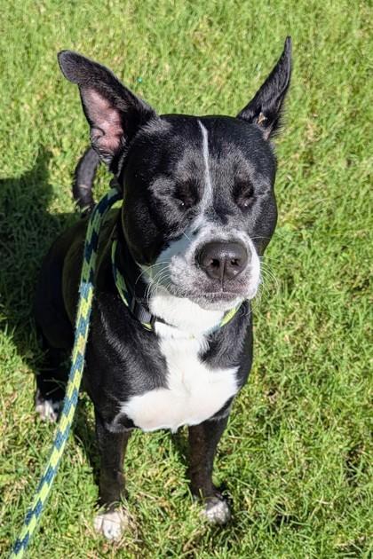 Enlarge Onyx, a Adoptable mixed breed in Independence, MO image 3/3