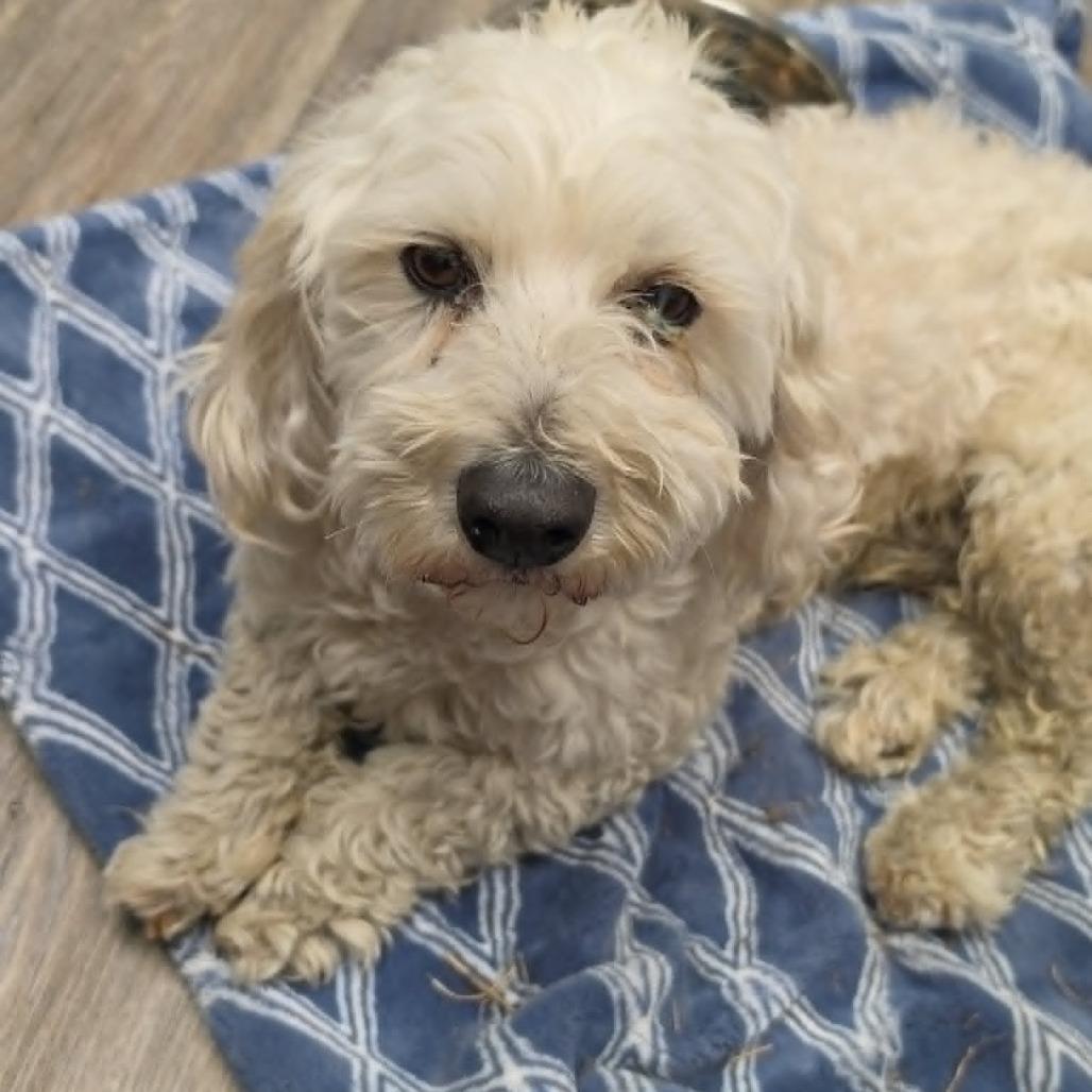 Enlarge Ralphie, a Adoptable Bichon Frise in West Richland, WA image 1/1