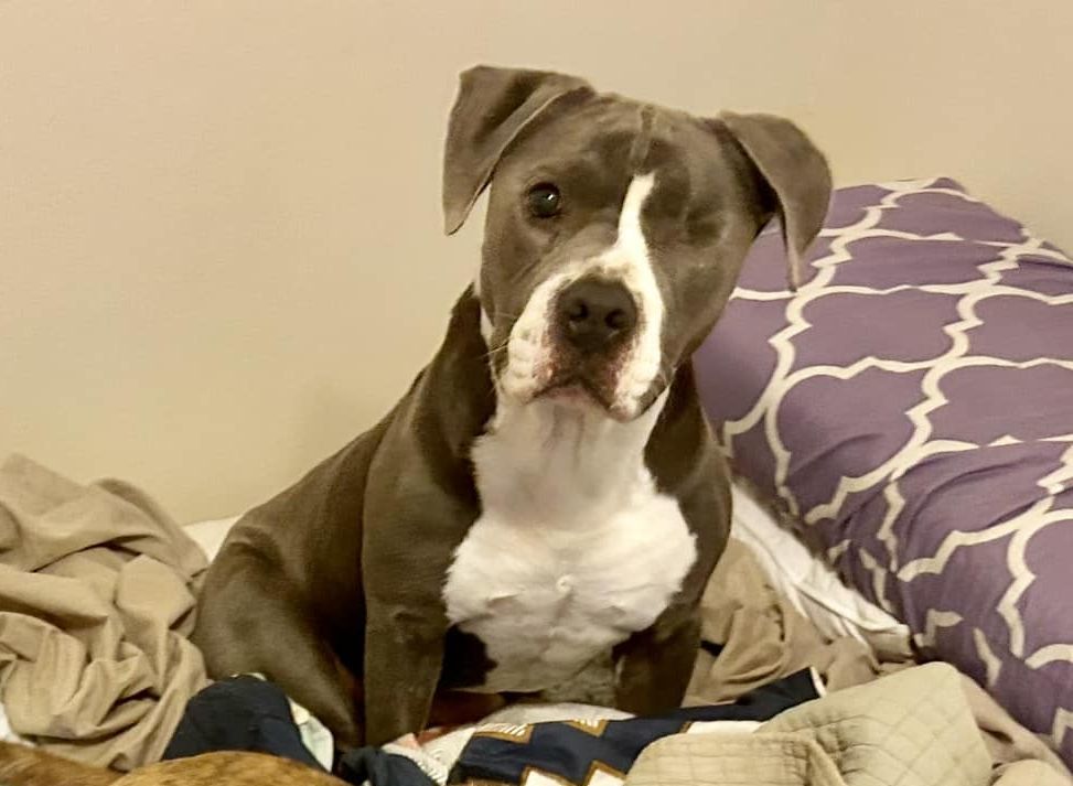 Jasperi OR9864-T - SUPER SWEET LOVE BUG !!!, Adoptable, Adult Male American Staffordshire Terrier & Staffordshire Bull Terrier.