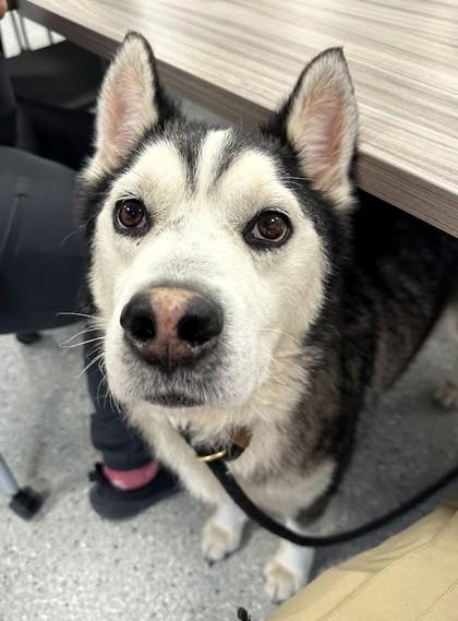 Enlarge Chaos, a Adoptable mixed breed in Akron, OH image 1/3