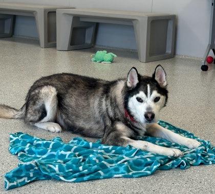 Enlarge Chaos, a Adoptable mixed breed in Akron, OH image 2/3