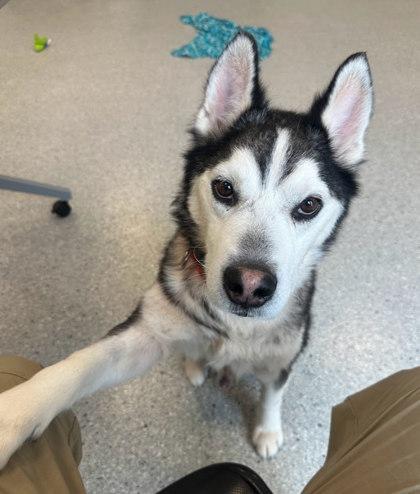 Enlarge Chaos, a Adoptable mixed breed in Akron, OH image 3/3