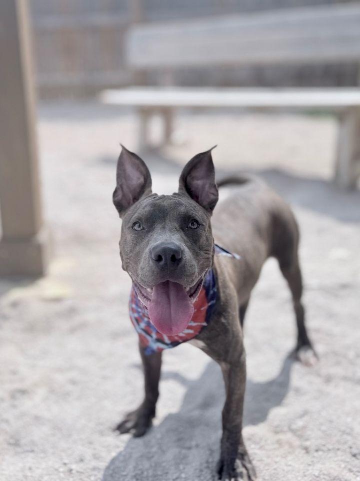 Cedar, Adoptable, Young Male American Staffordshire Terrier.