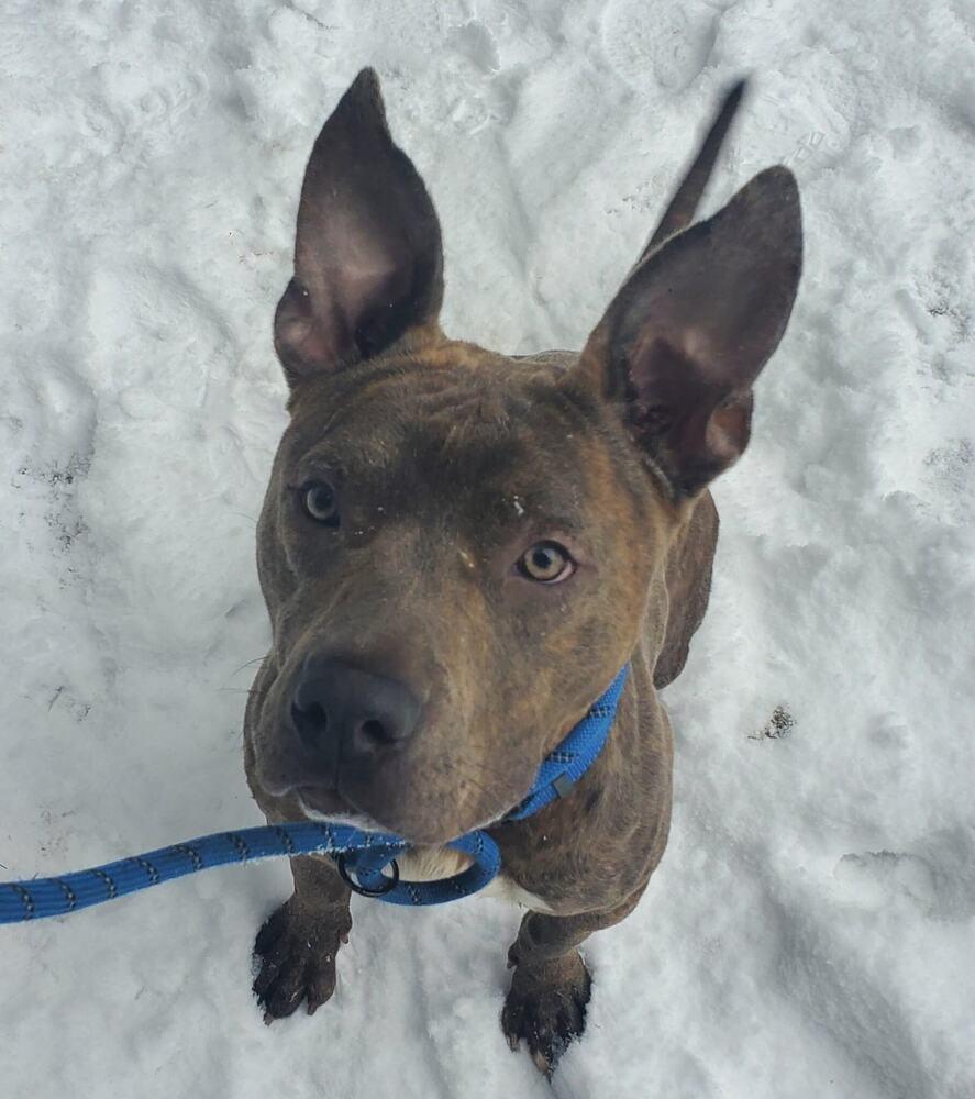 Enlarge Cedar, a Adoptable mixed breed in Muskegon, MI image 2/3