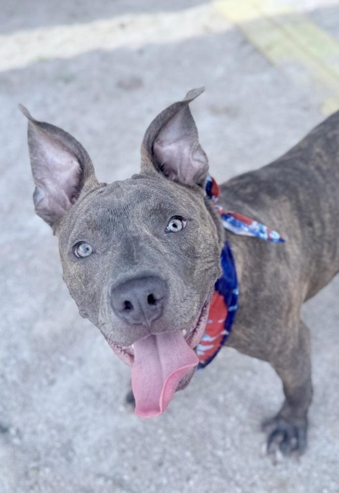 Enlarge Cedar, a Adoptable mixed breed in Muskegon, MI image 3/3